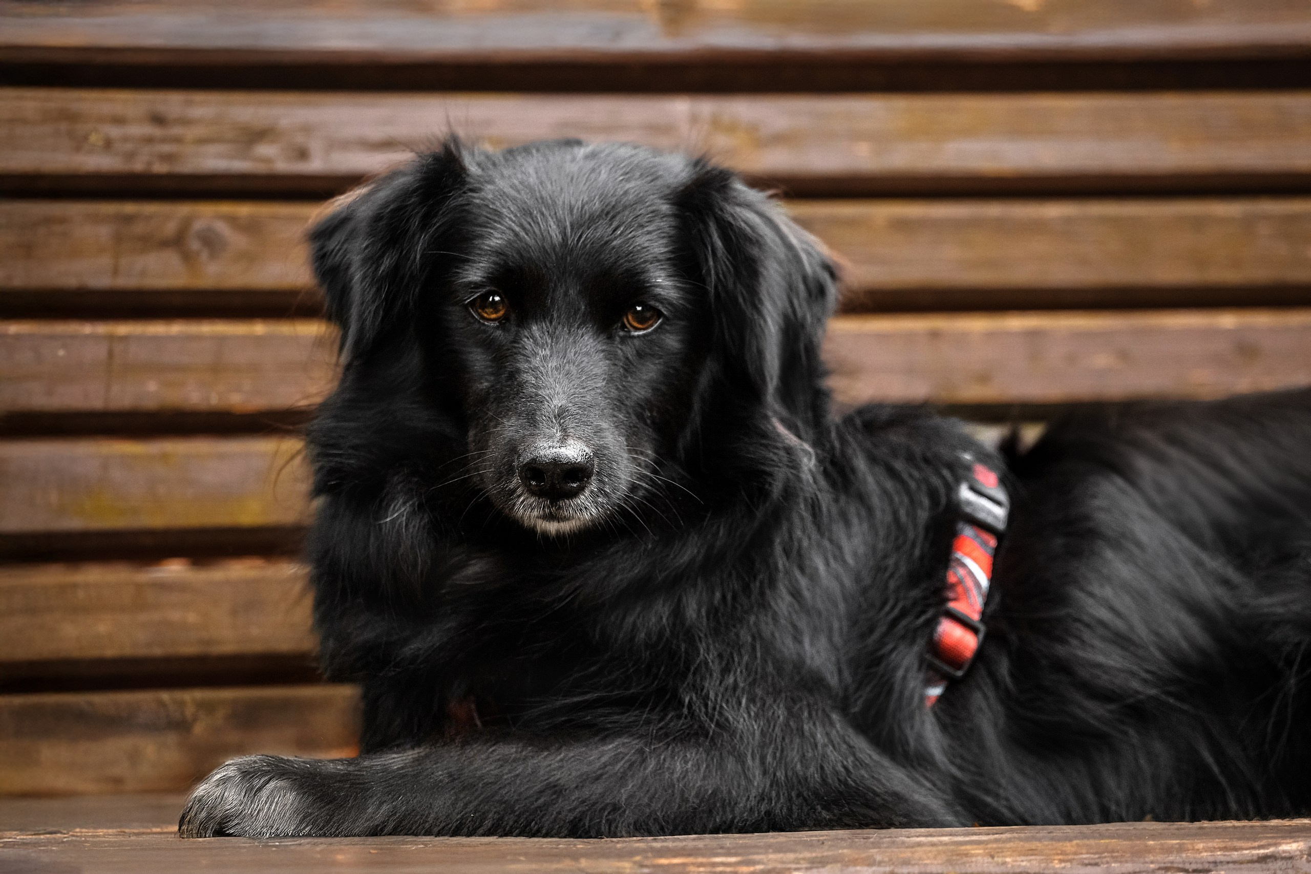 Собаки из приюта Дубовая роща осень 2025. Фотограф-анималист Татьяна Степанова