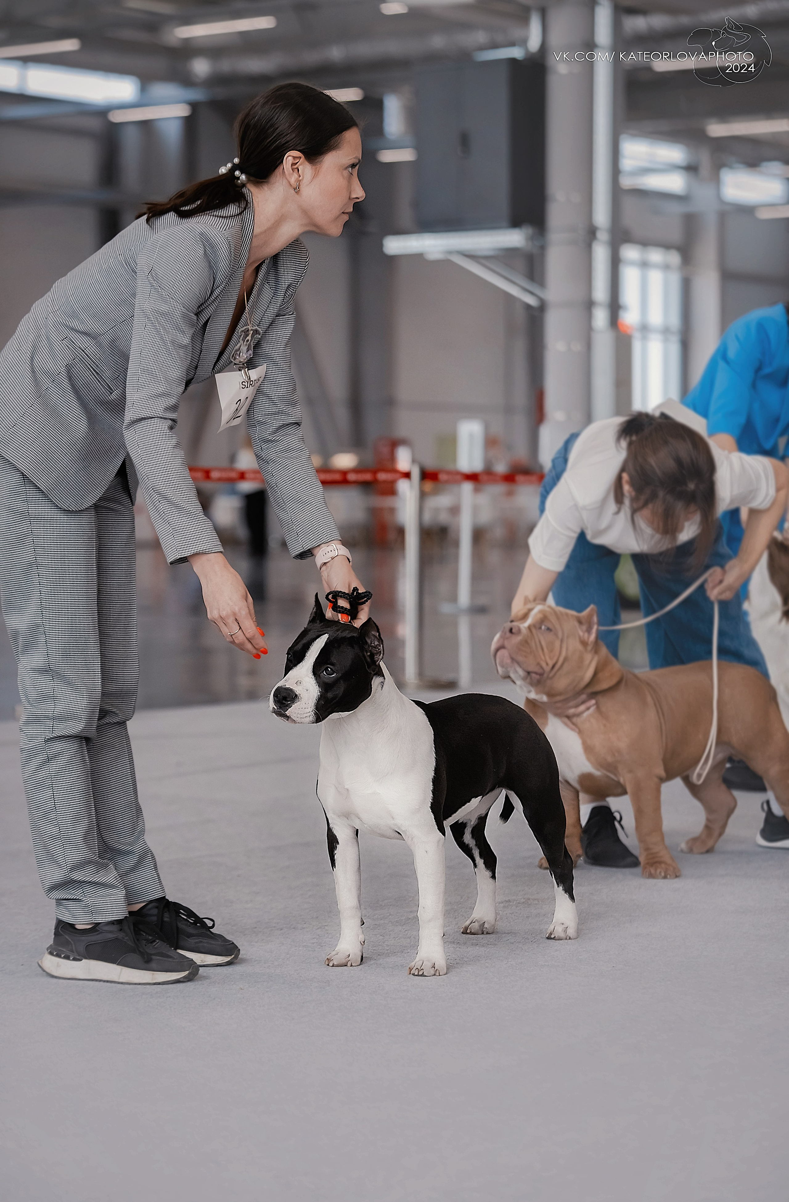 Фотосъемка собак, щенков, на выставках, фотограф анималист Россия воронеж. Питомник собак Акита, Хаски, Корги