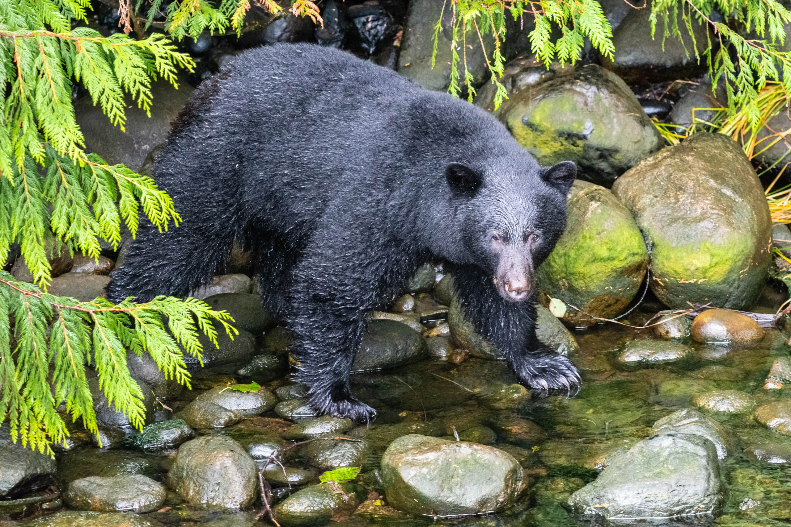 Осень в Канаде. Пейзажный фотограф Сергей Пестерев. Фото природы
