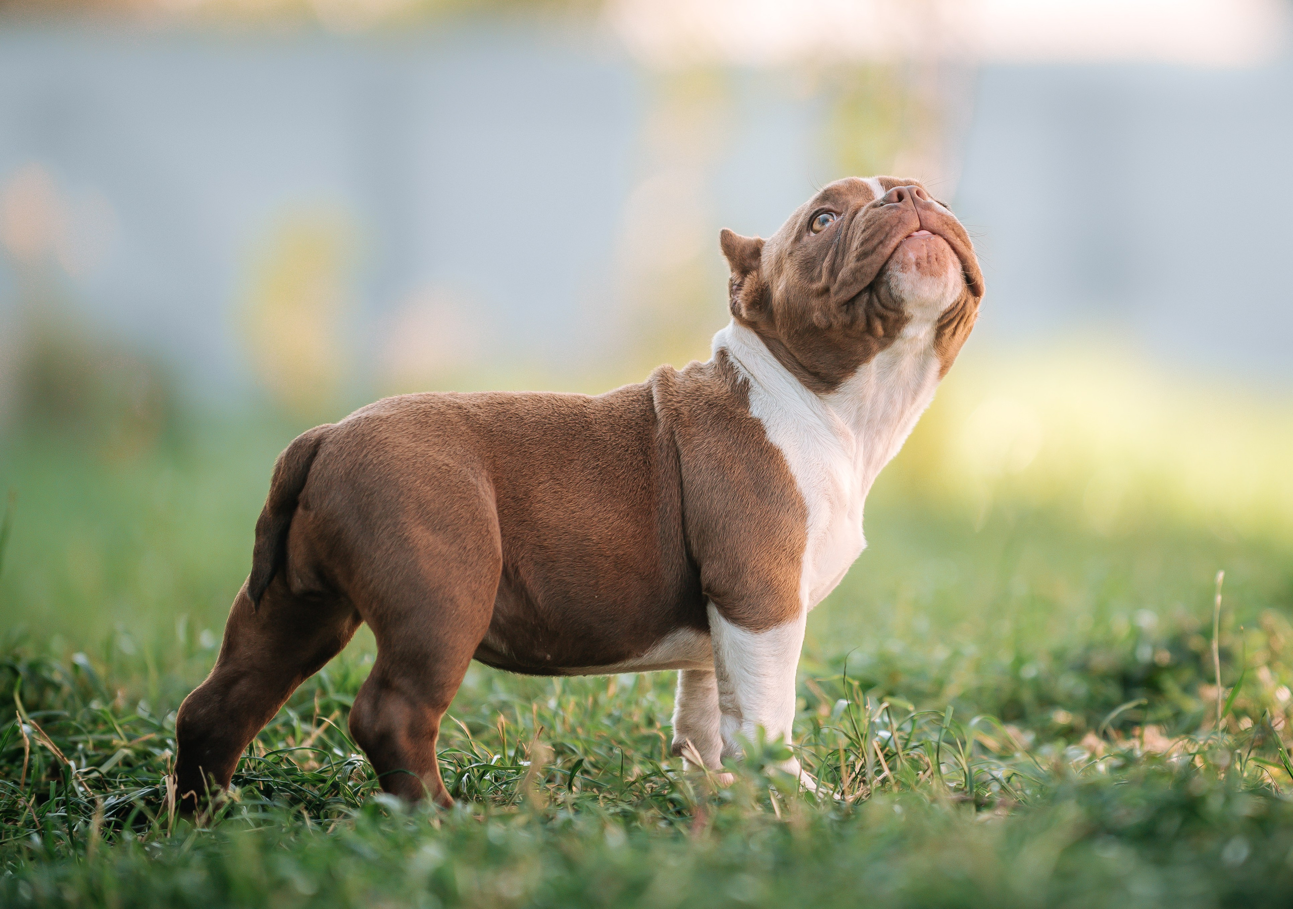 Американский булли щенки. Главная