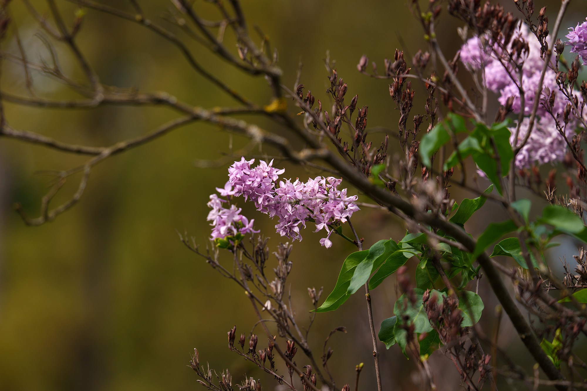 Природа. Ваш личный фотограф Марина Волкова