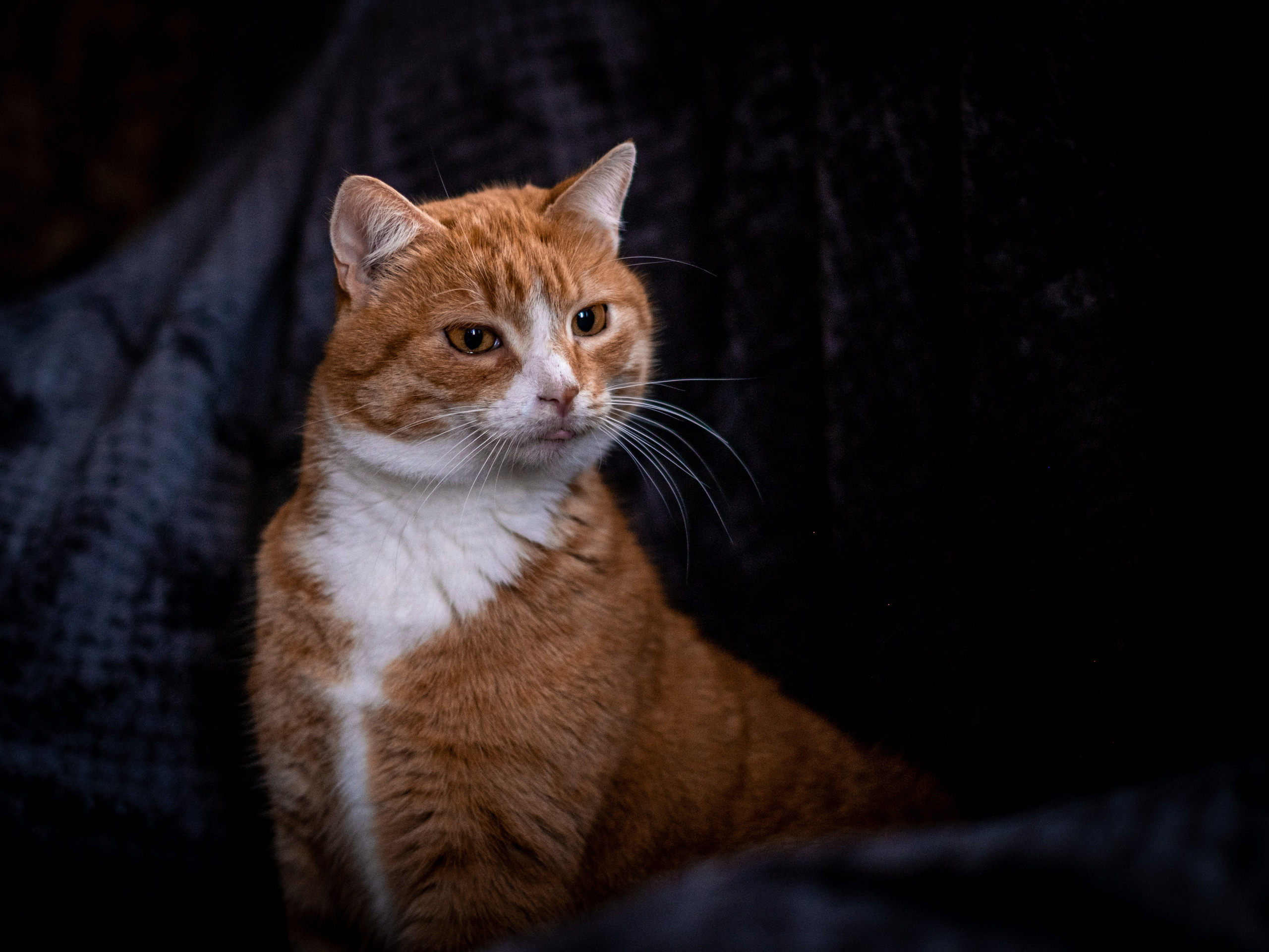 Нюша и Лучик для Антона!. Зоофотограф, фотограф животных в Москве и области Дина Дамоцева