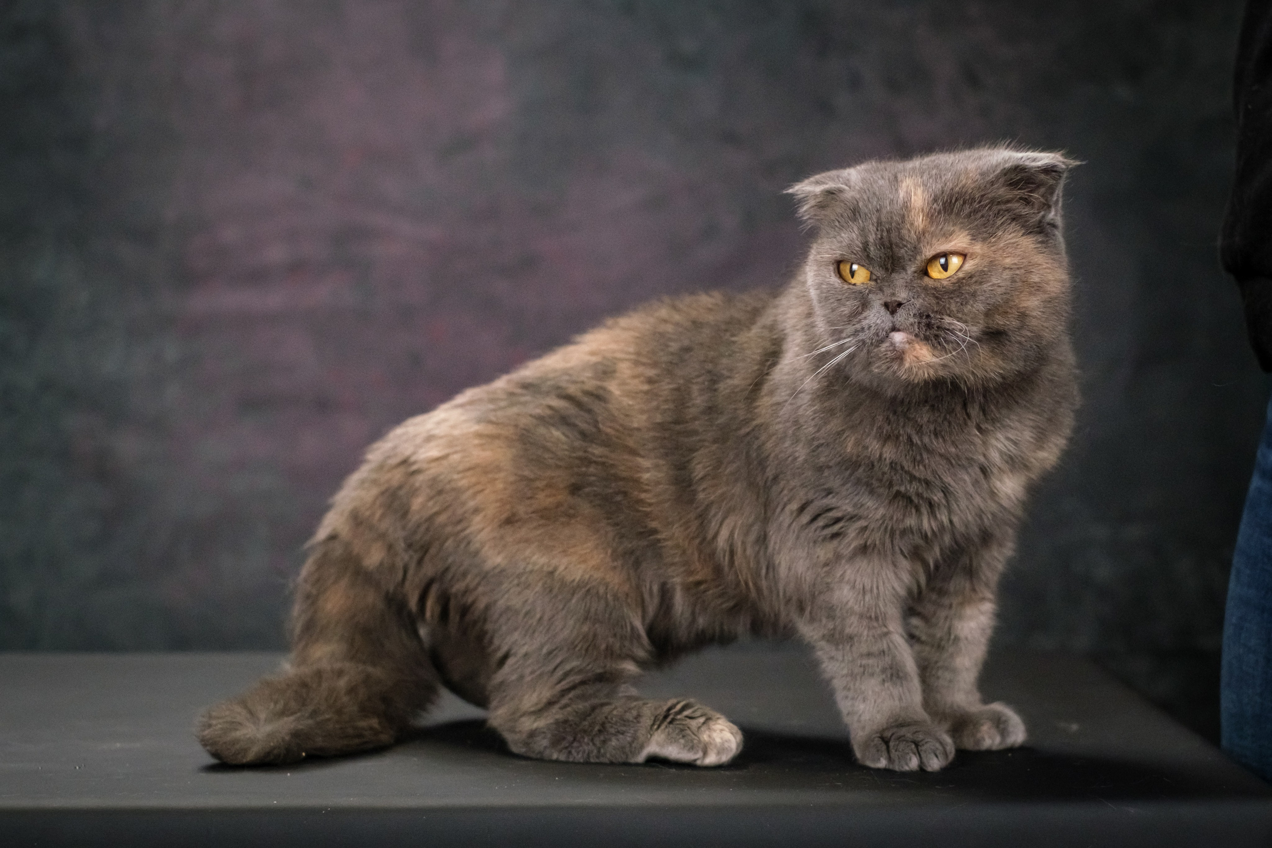 Котики Мурмурии). Зоофотограф, фотограф животных в Москве и области Дина Дамоцева