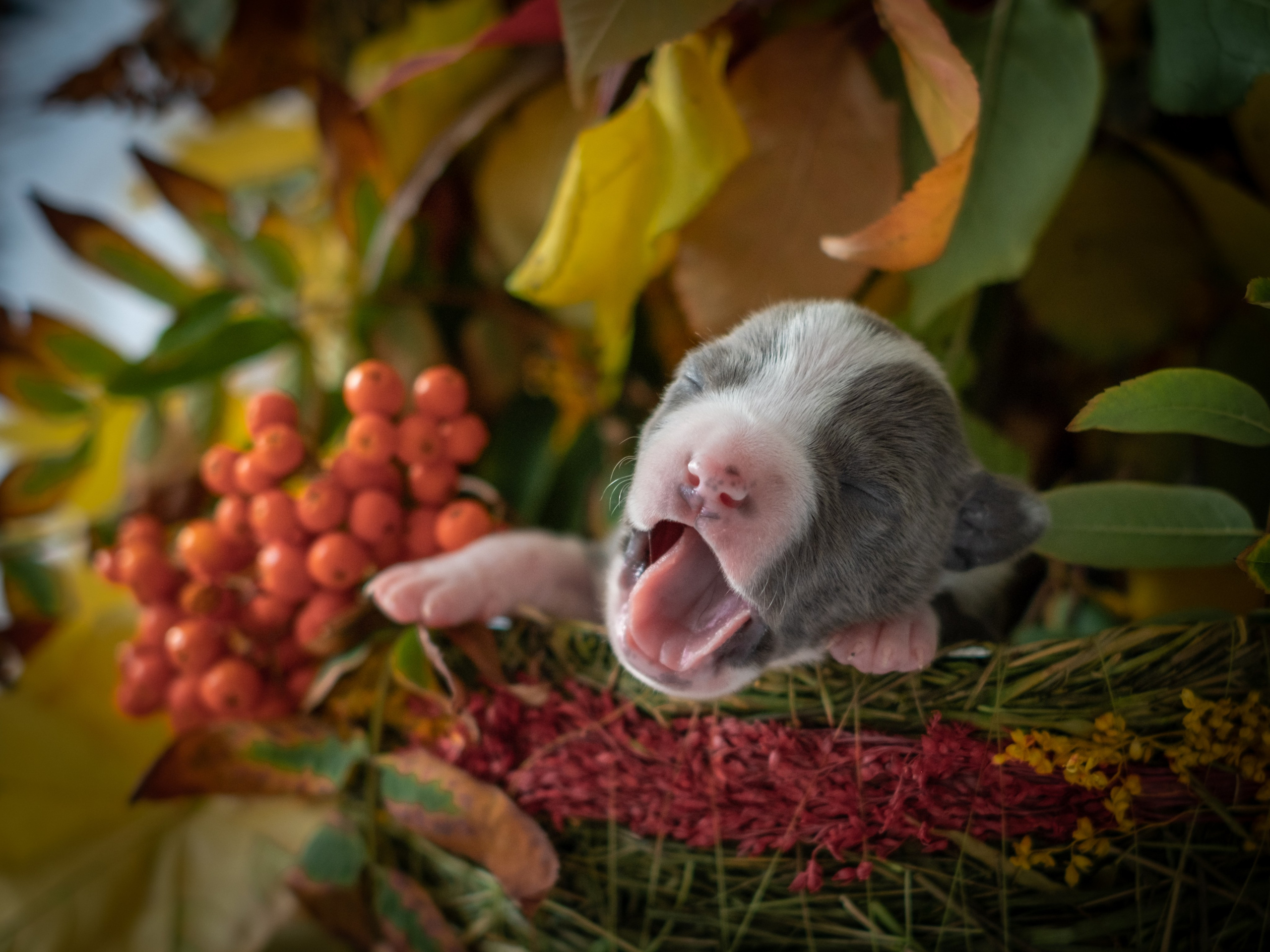 Новорожденные АСТ для Алиночки). Зоофотограф, фотограф животных в Москве и области Дина Дамоцева