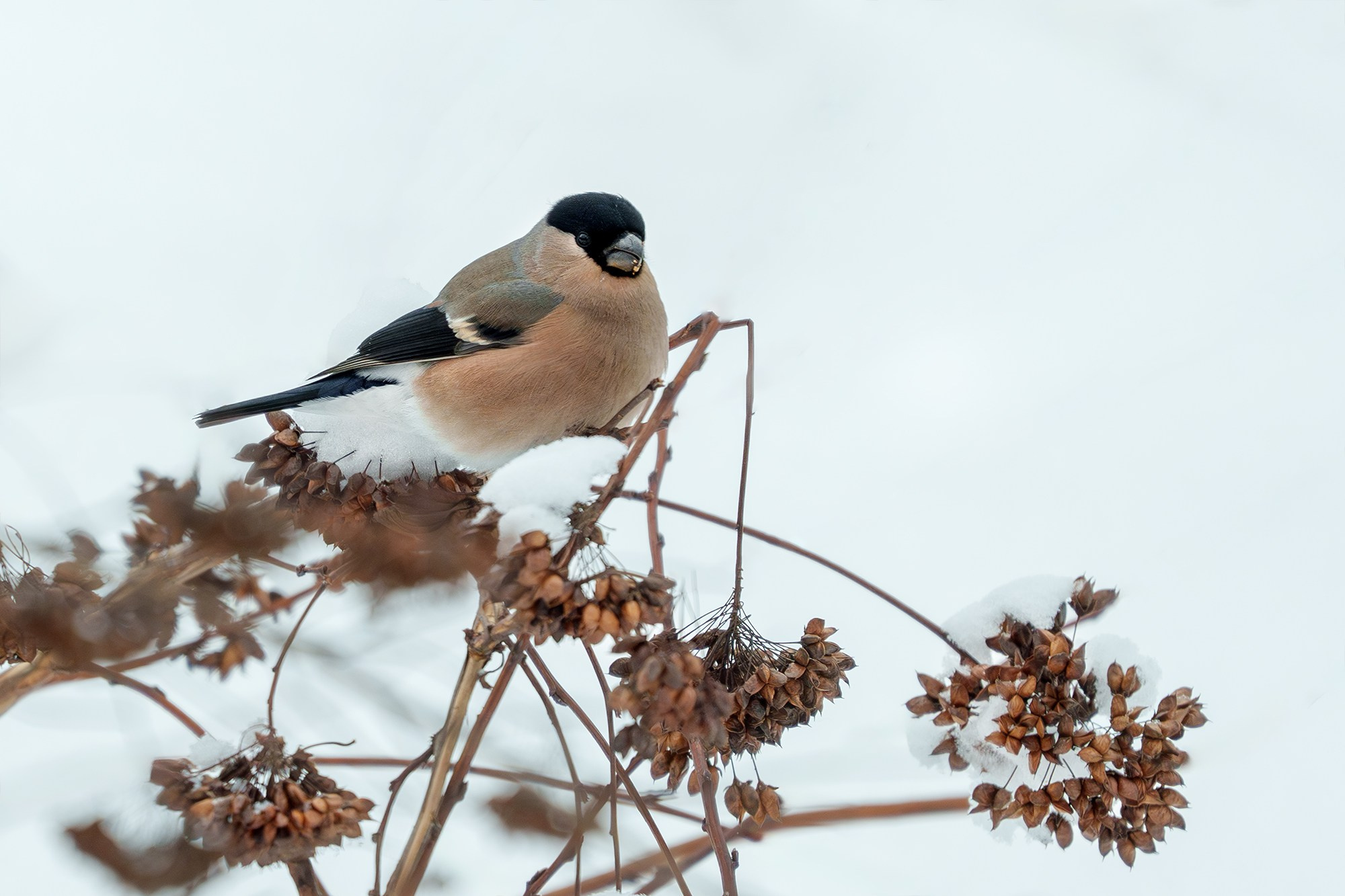 Удивительные мир птиц. Вокруг нас столько прекрасного — присмотритесь!. Ваш личный фотограф Марина Волкова