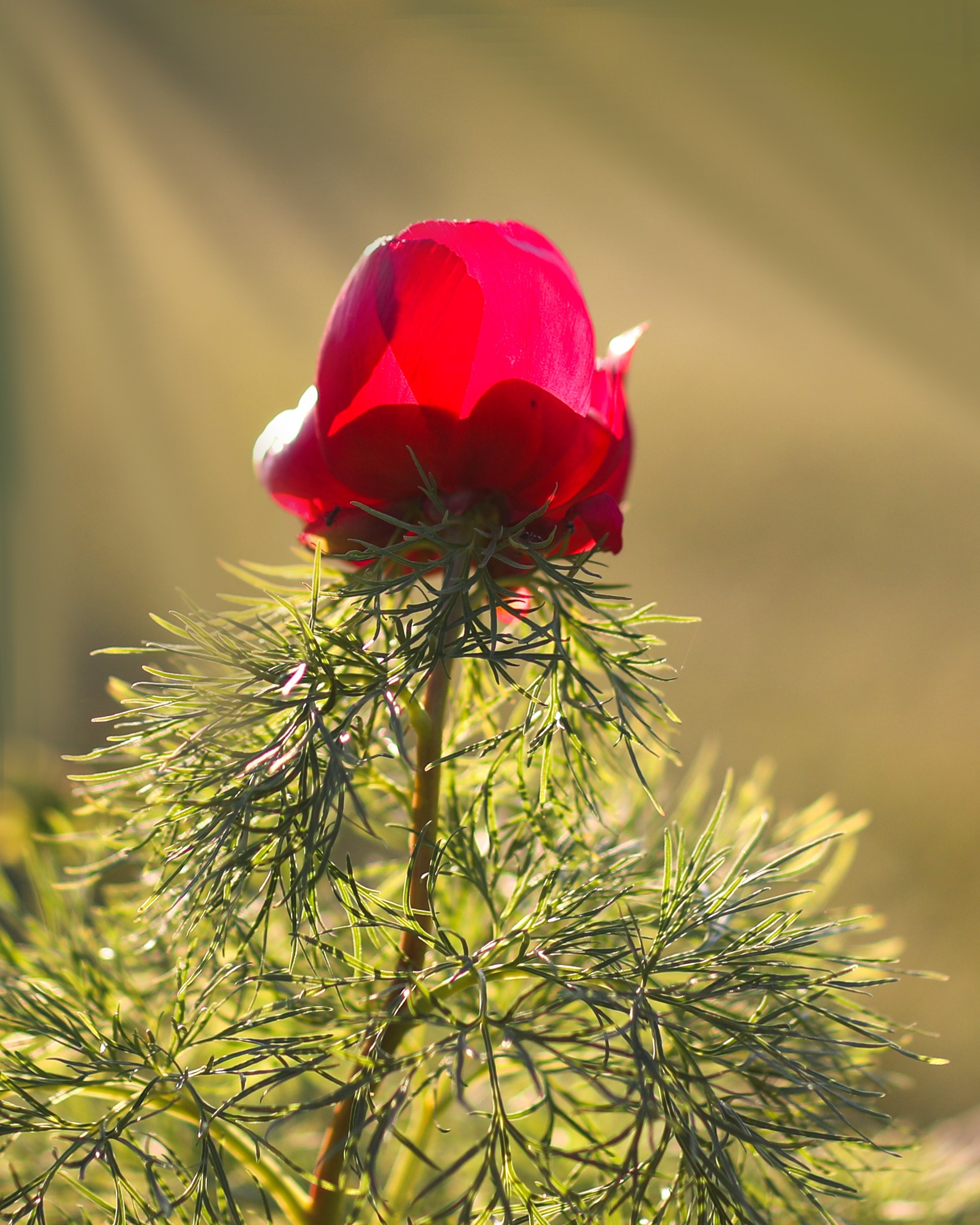 ПИОНЫ. Фотограф Севастополь/Крым Светлана Евтушенко