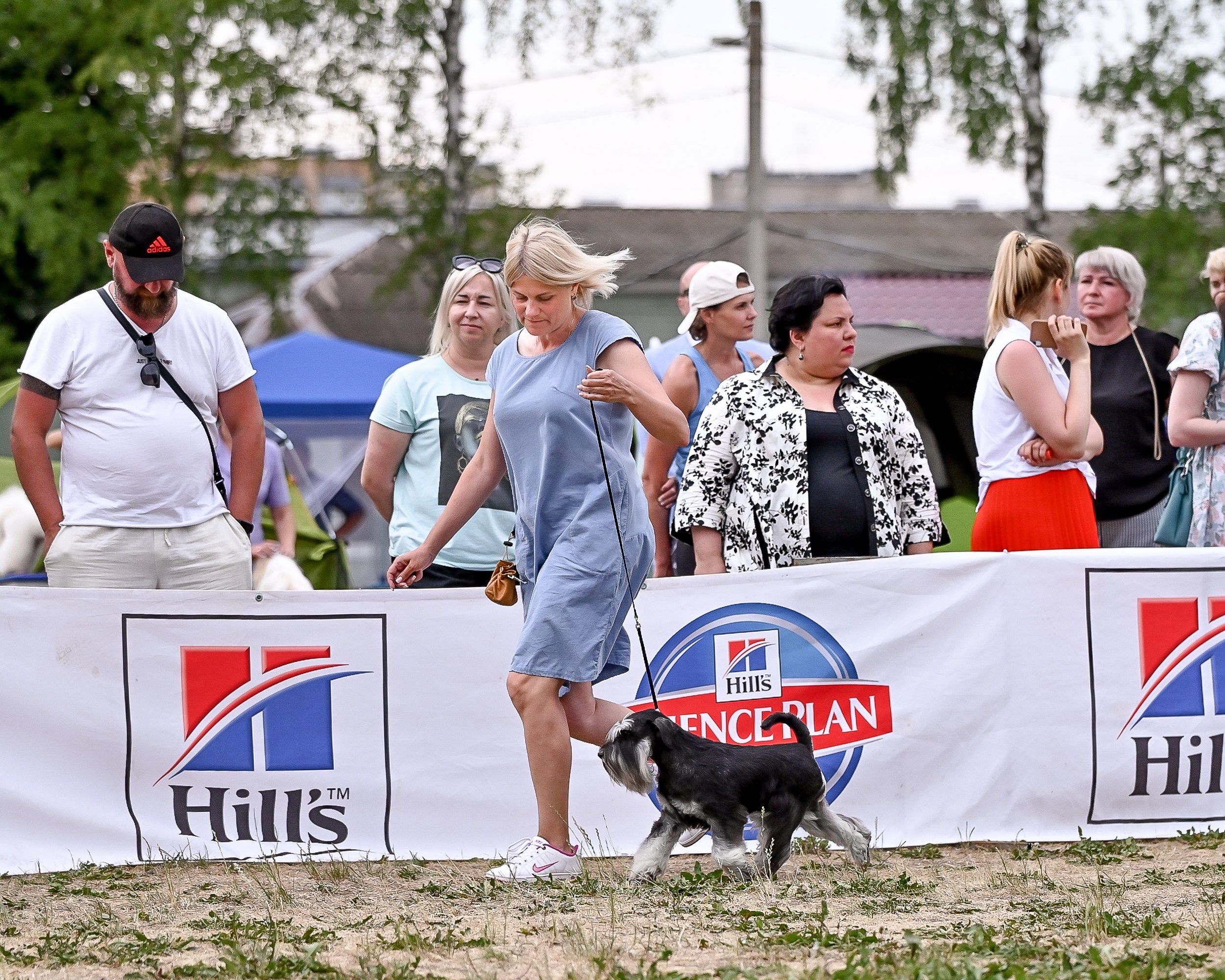 Питомник Делинсо Бэлэнс, щенки цвергшнауцера, купить щенка цвергшнауцера, питомник цвергшнауцеров, кобель цвергшнауцера для вязки, щенок цвергшнауцера, питомник цвергшнауцеров, черный с серебром, цверг, лучший питомник в беларуси