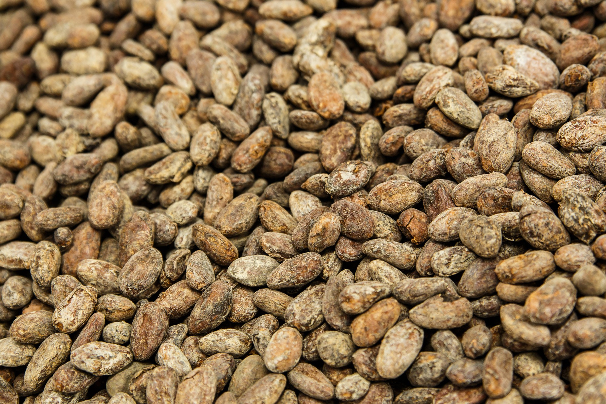 Mojo cacao. Фотограф Ксения Колесникова. Интерьерная и портретная съемка в Москве