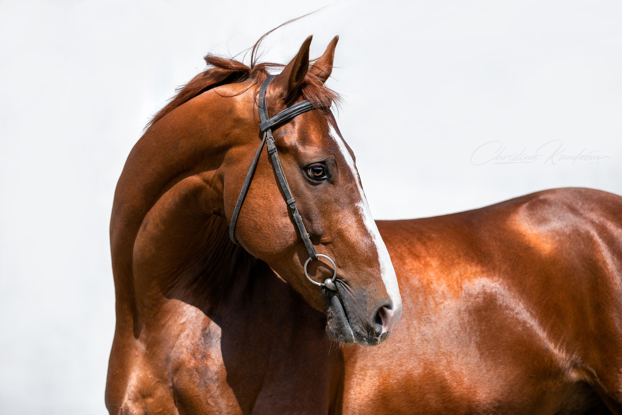 На природе. Фотограф-анималист Ксендзова Кристина