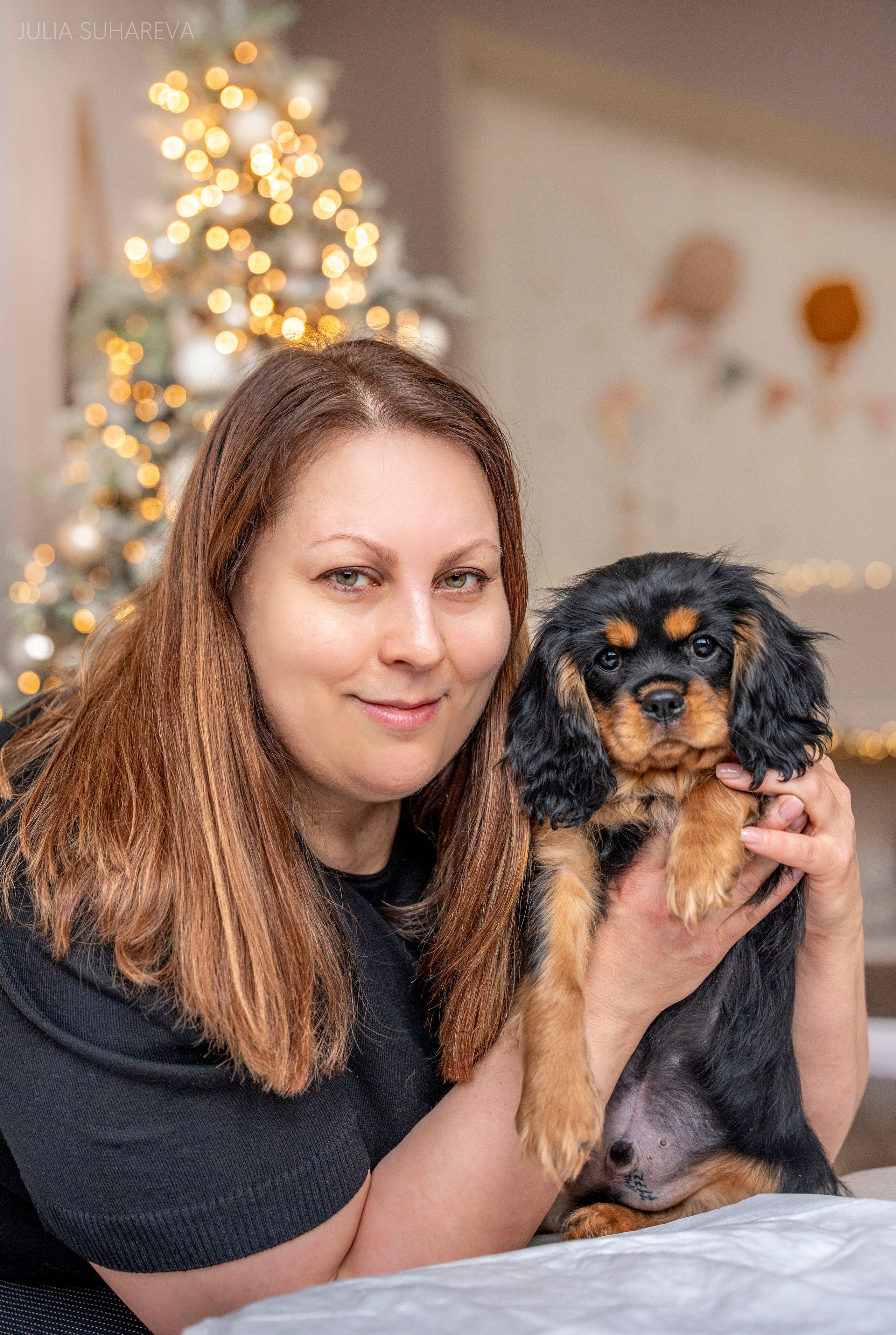 Щенки Кавалер кинг-чарльз-спаниель (Новый год). Главная