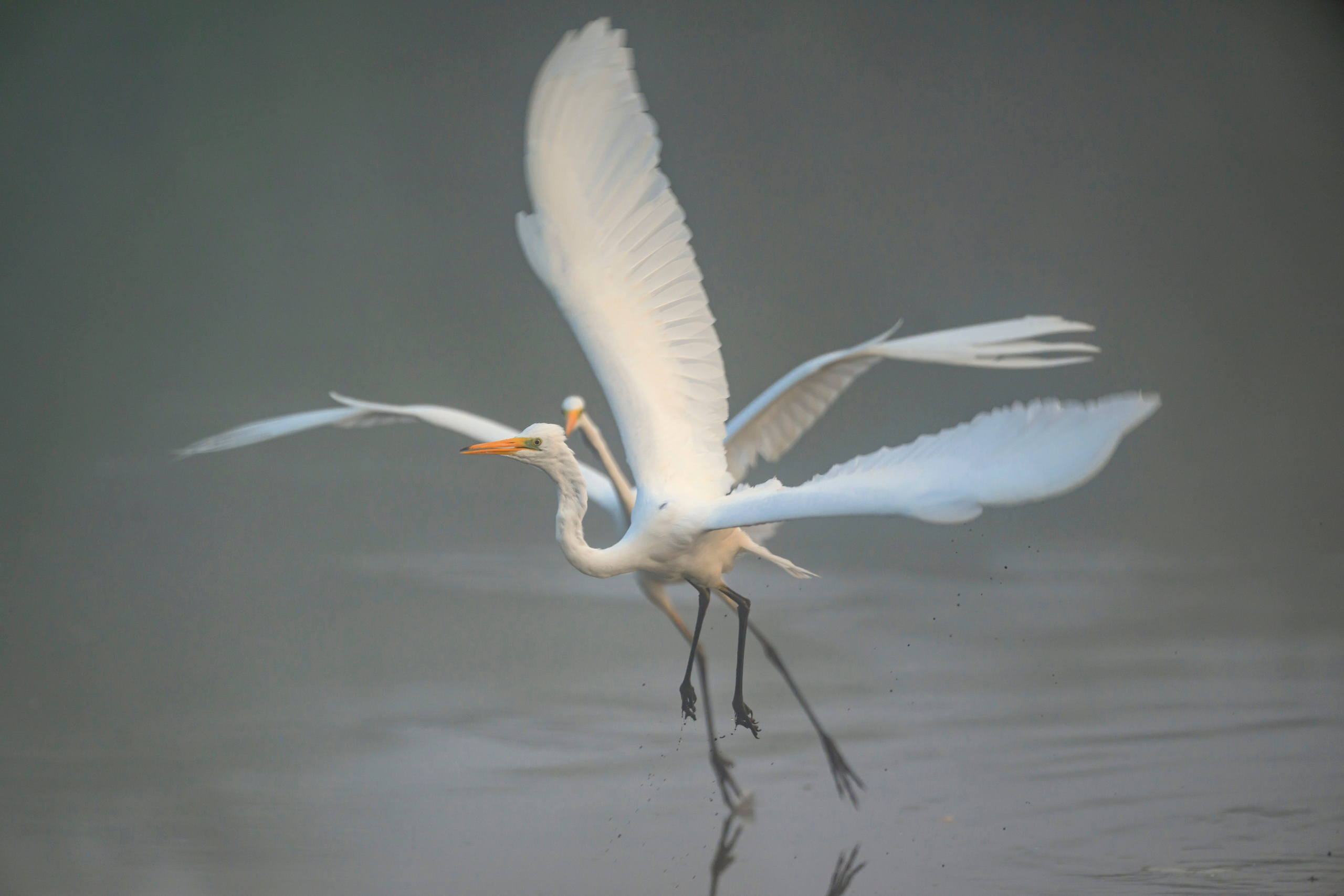 Цапли. Wildlife photography by Sergey Puponin