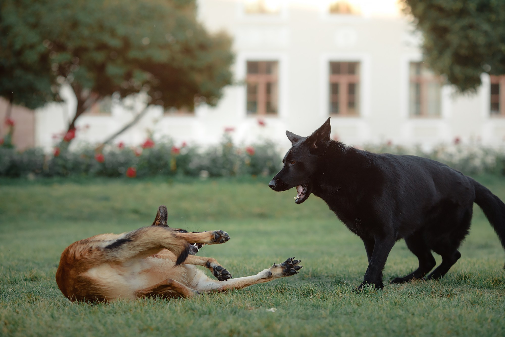 Алена, Кай и Мара. Фотограф-анималист Mary Mart — Москва, Питер
