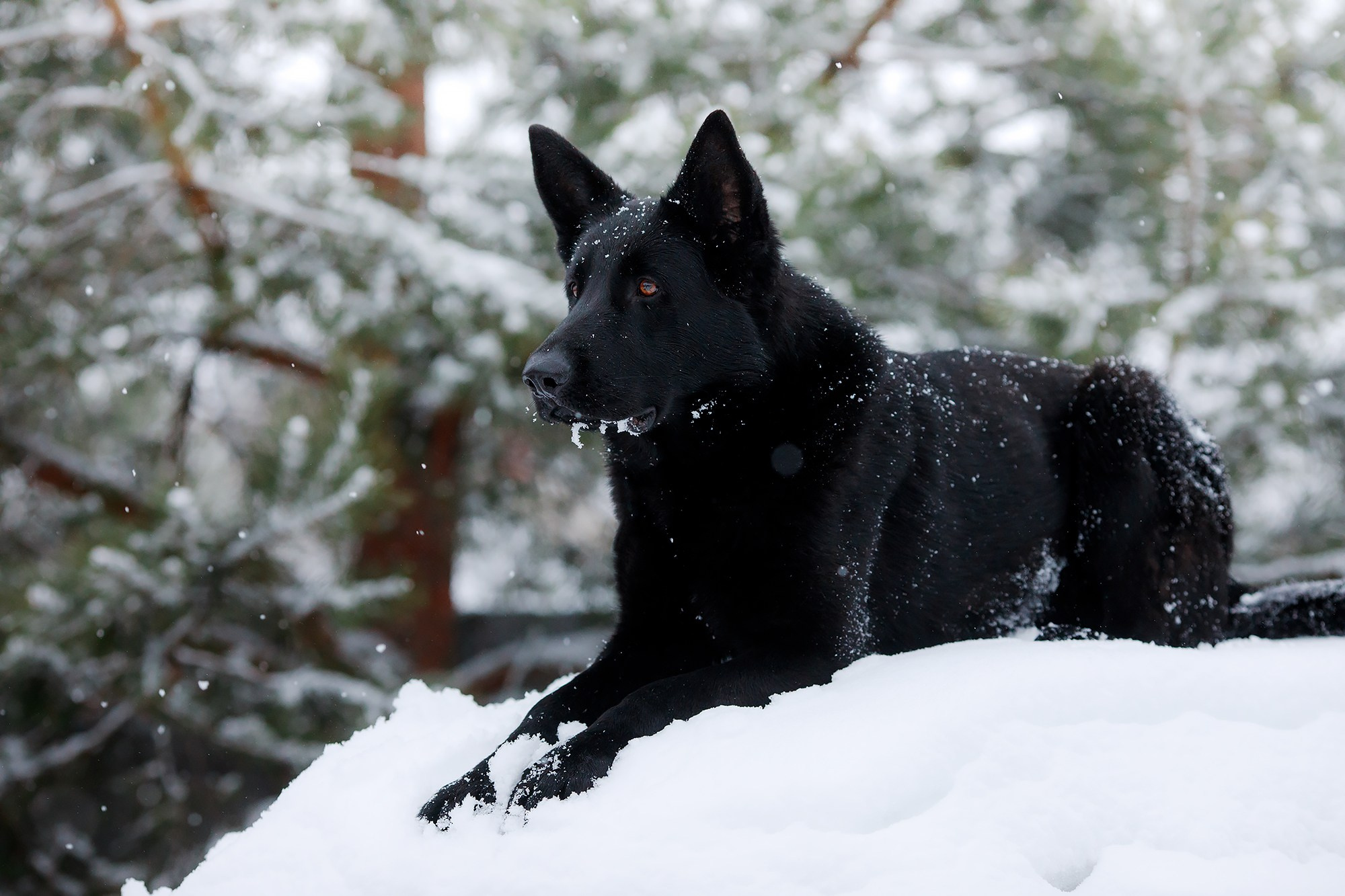 Зимние портреты. Фотограф-анималист Mary Mart — Москва, Питер