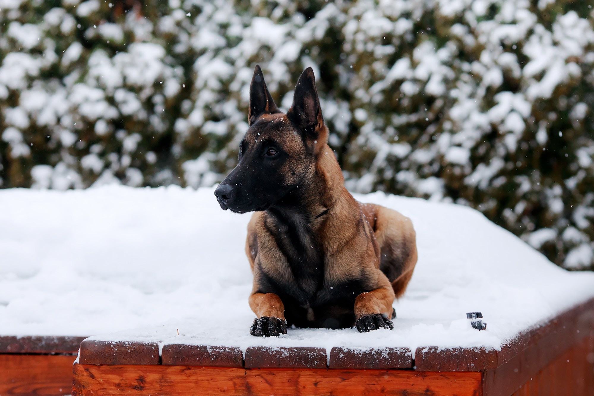 Зимние портреты. Фотограф-анималист Mary Mart — Москва, Питер