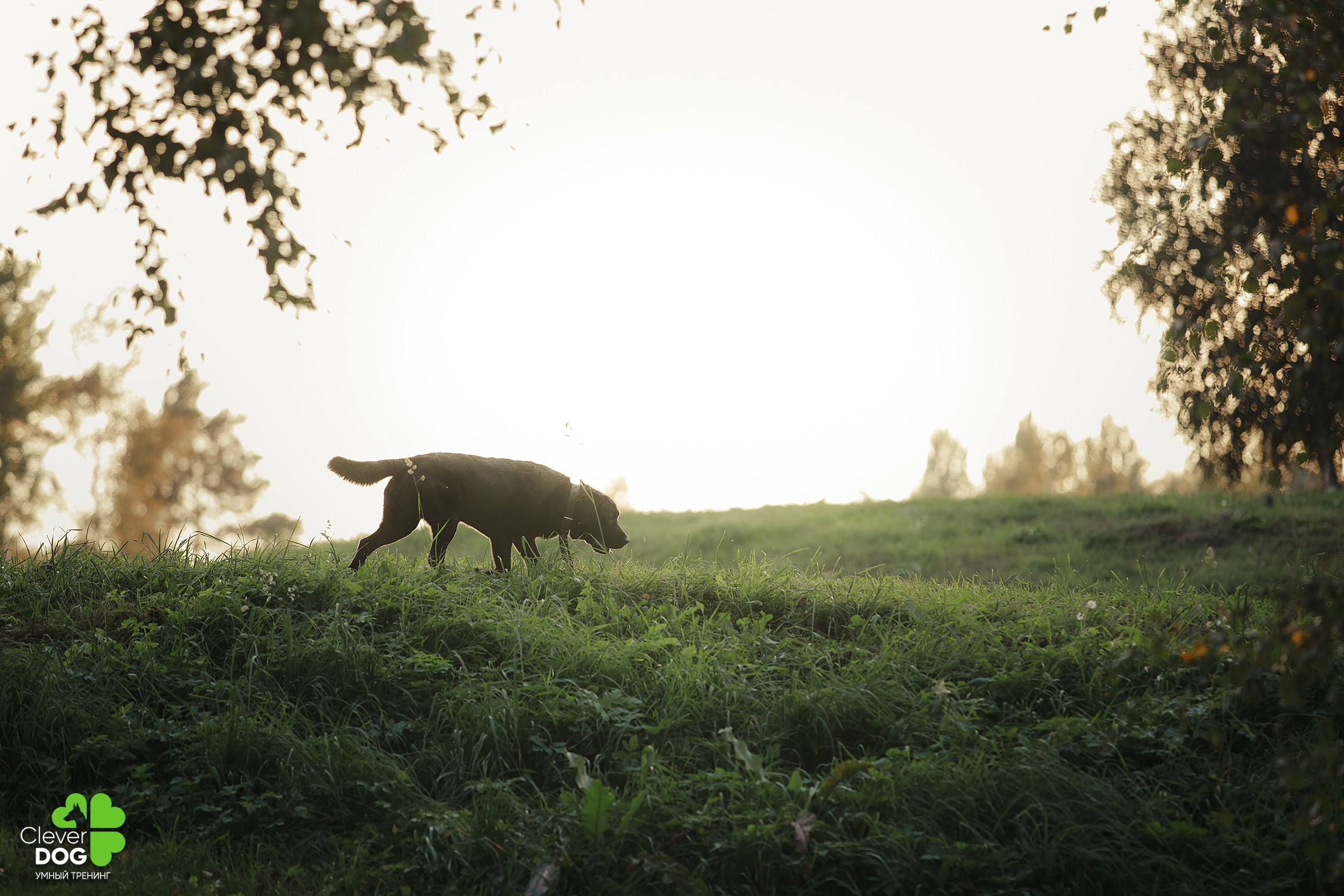 Кинологический лагерь CleverDog, 2024. Фотограф-анималист Mary Mart — Москва, Питер