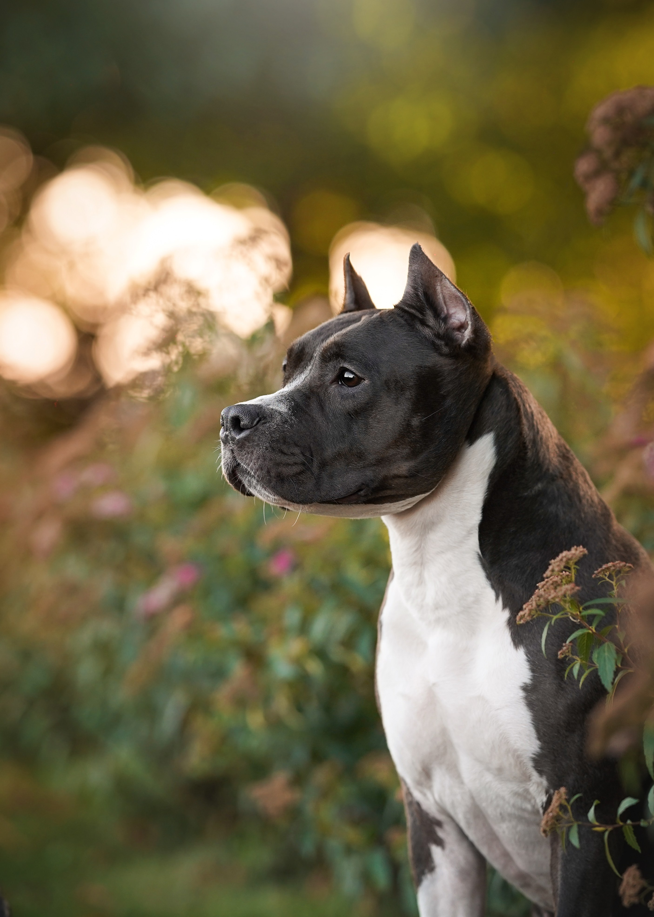 Аня Терентий и Кайли. Фотограф-анималист в Санкт-Петербурге Яна Мартынова