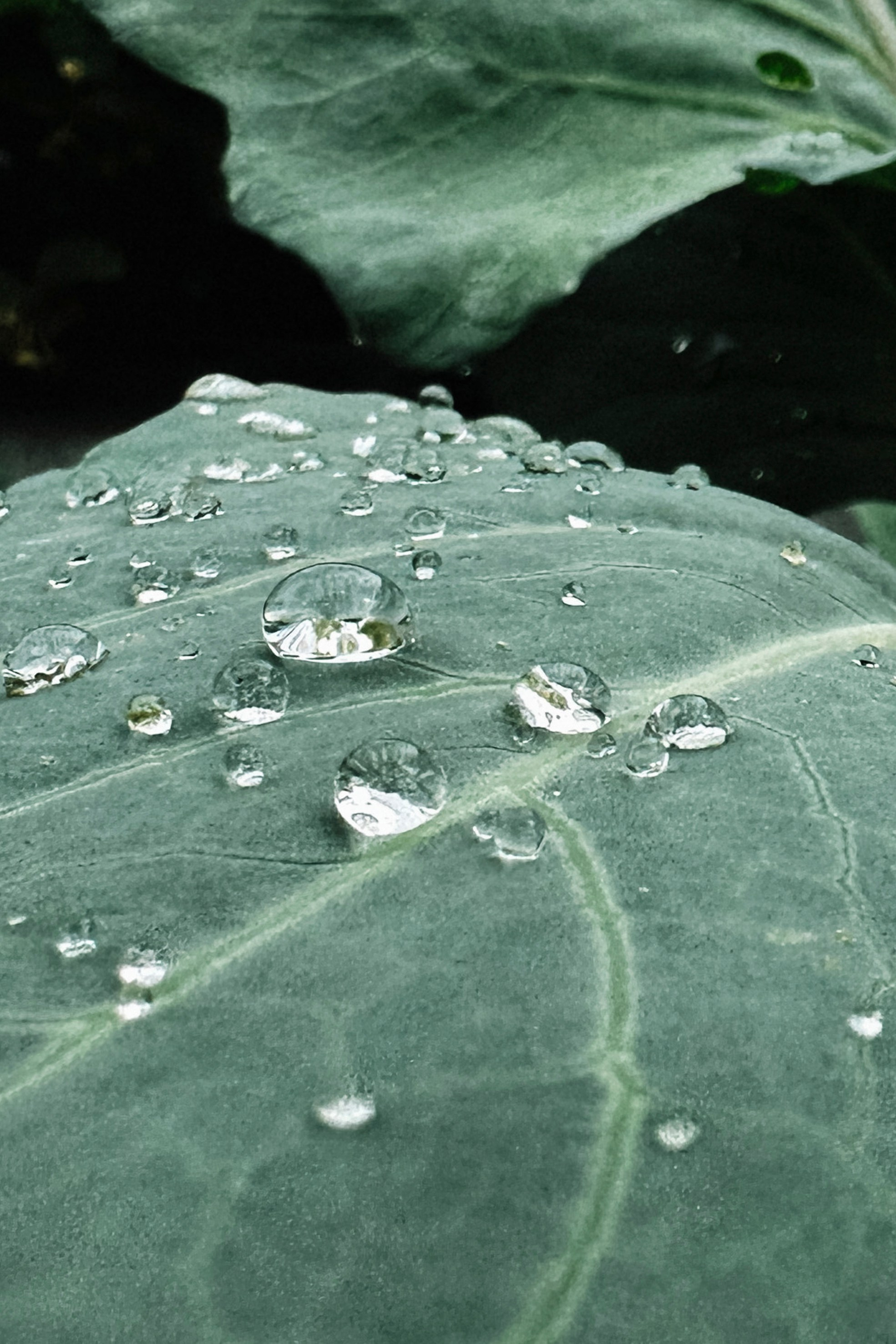 Природа. Команда фотографов Кристины Ивановой