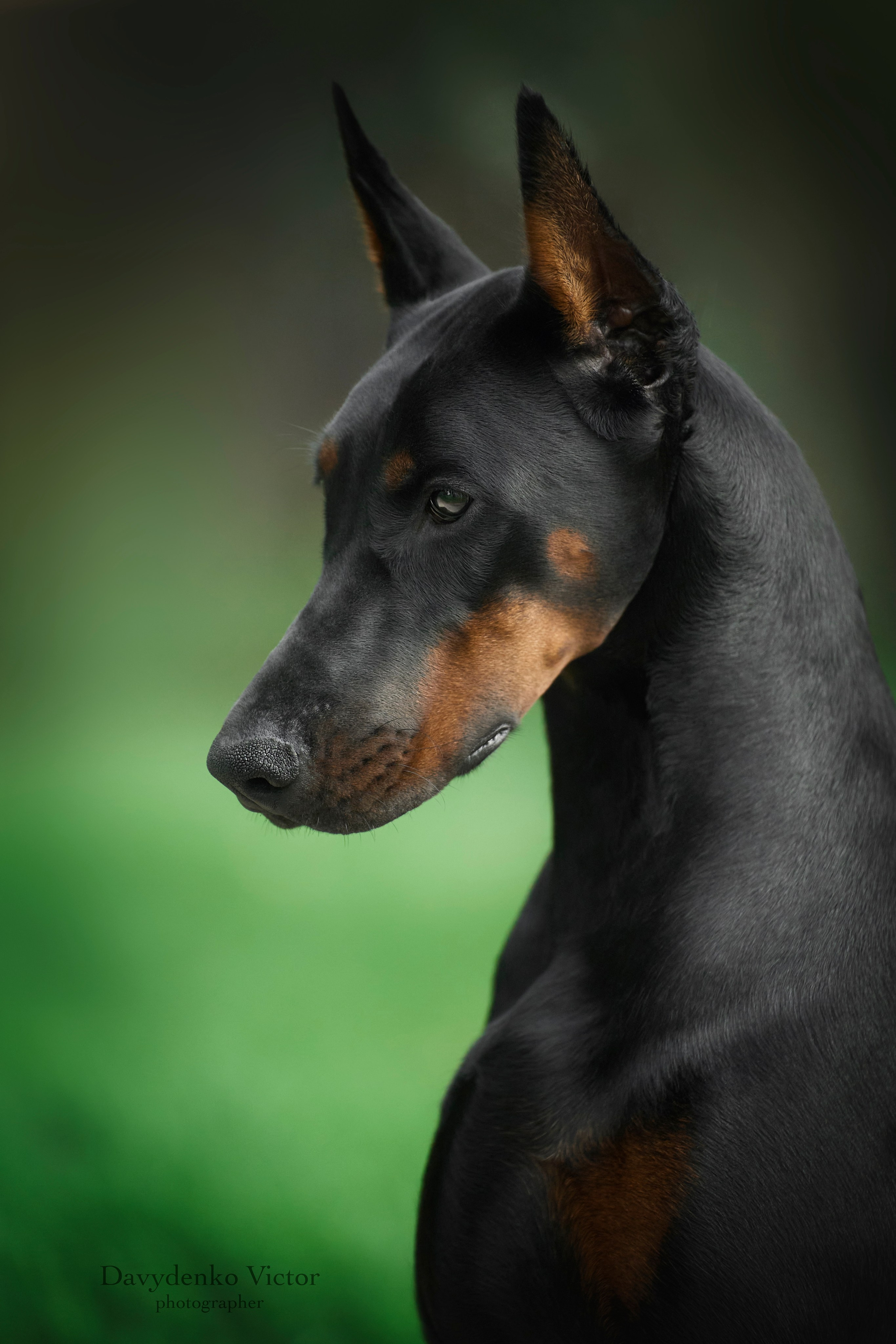 фотосессия собак краснодар выставка собак фотограф анималист сочи доберман