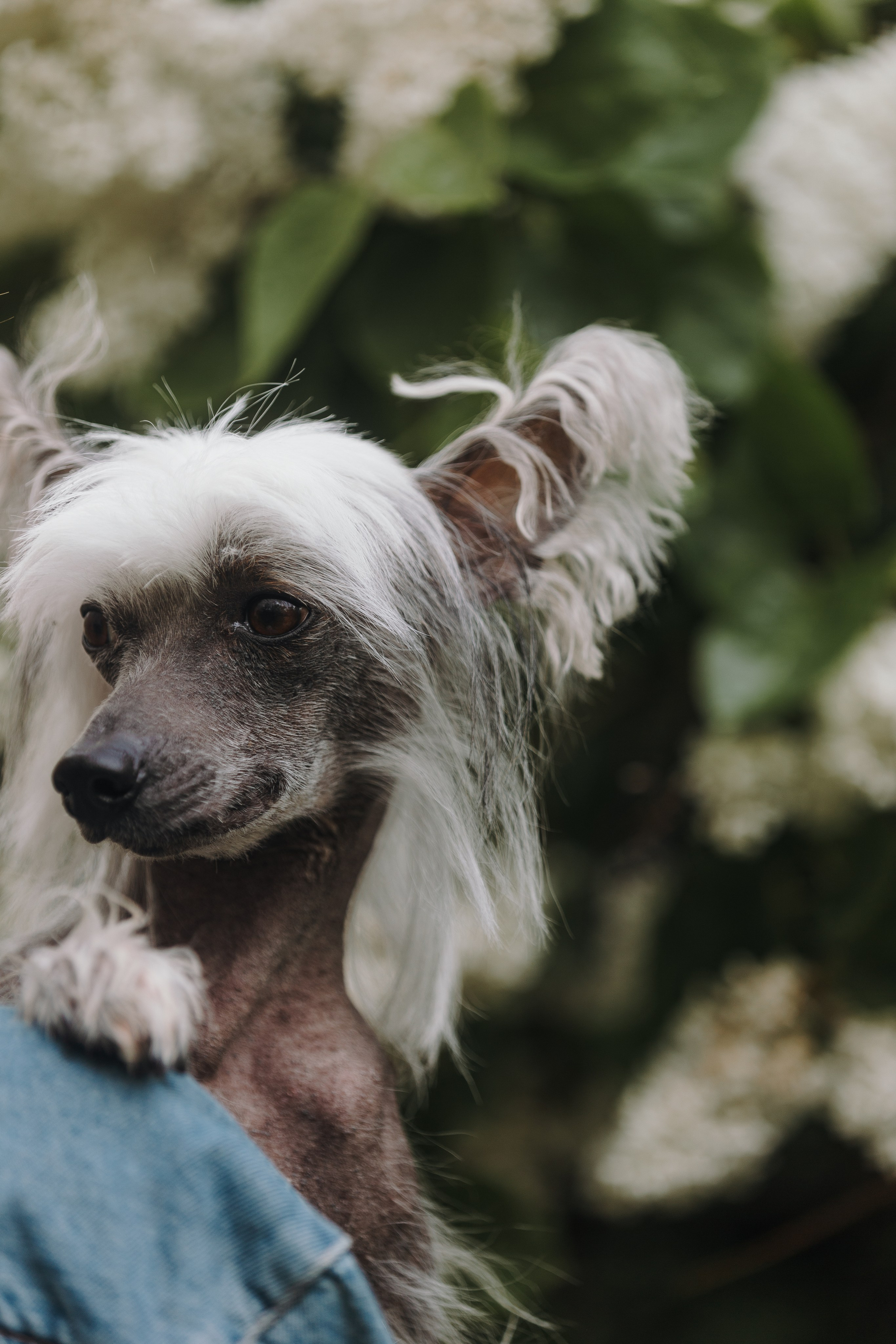 Лили, Уся, Вика и их семья. Фотограф анималист Кристина Карпова, Москва