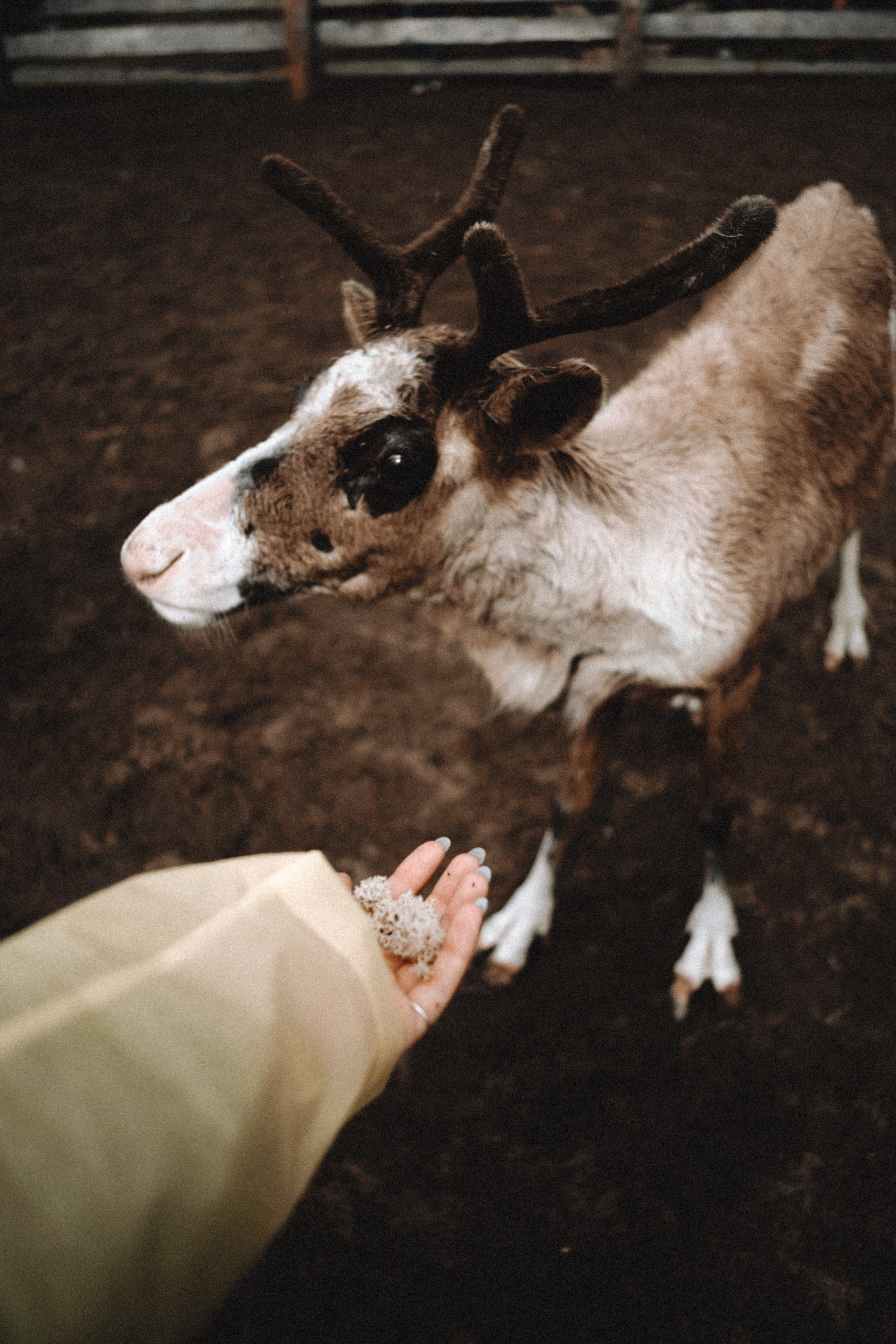 Териберка, Мурманск. Фотосъёмка для компании по организации туров в коллаборации с Яндекс 360