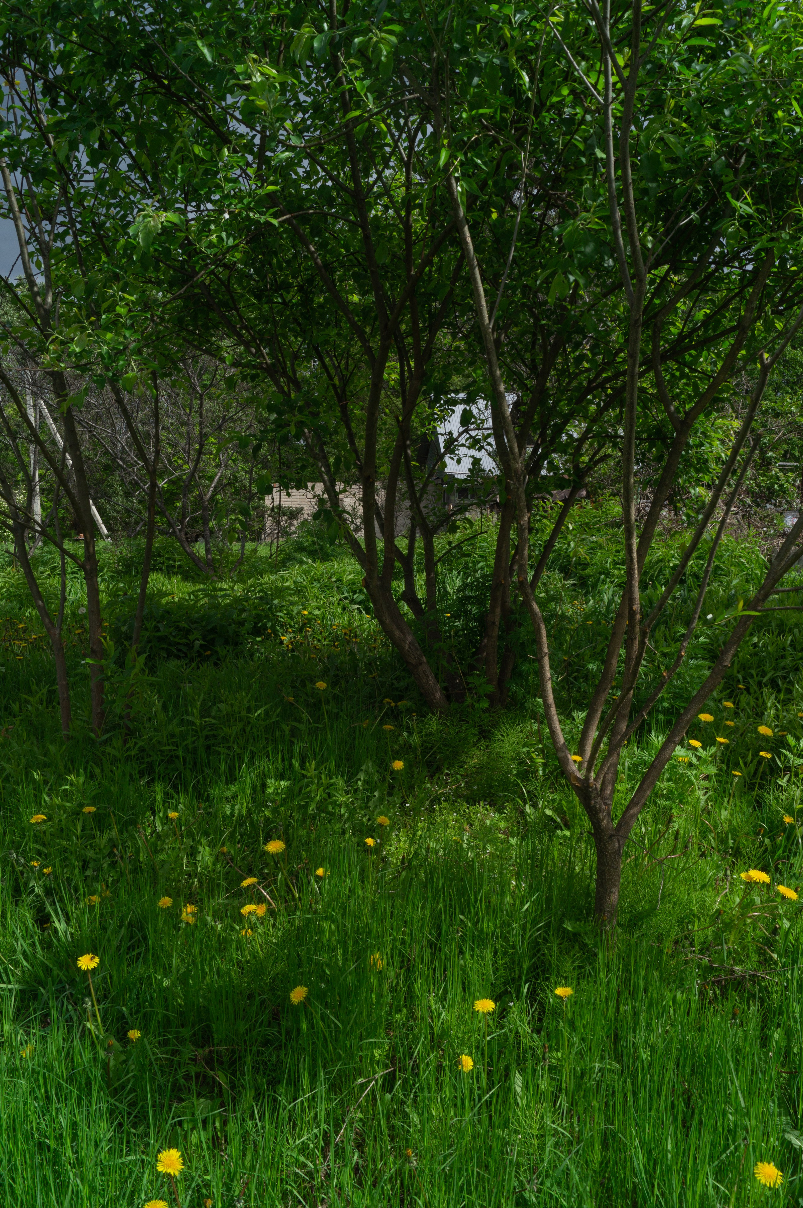 дачи, город, архитектура, стрит, репортажная фотография, фотография, Хабаровск, фотосессия, фотограф, дом, новостройка, улицы, жизнь города, town, art, photo, photographer, photo, Khabarovsk, Far East, street photo, природа, Дальний Восток, тайга, цветы, закат, небо, облака, nature, clouds, forest, flower, sunset