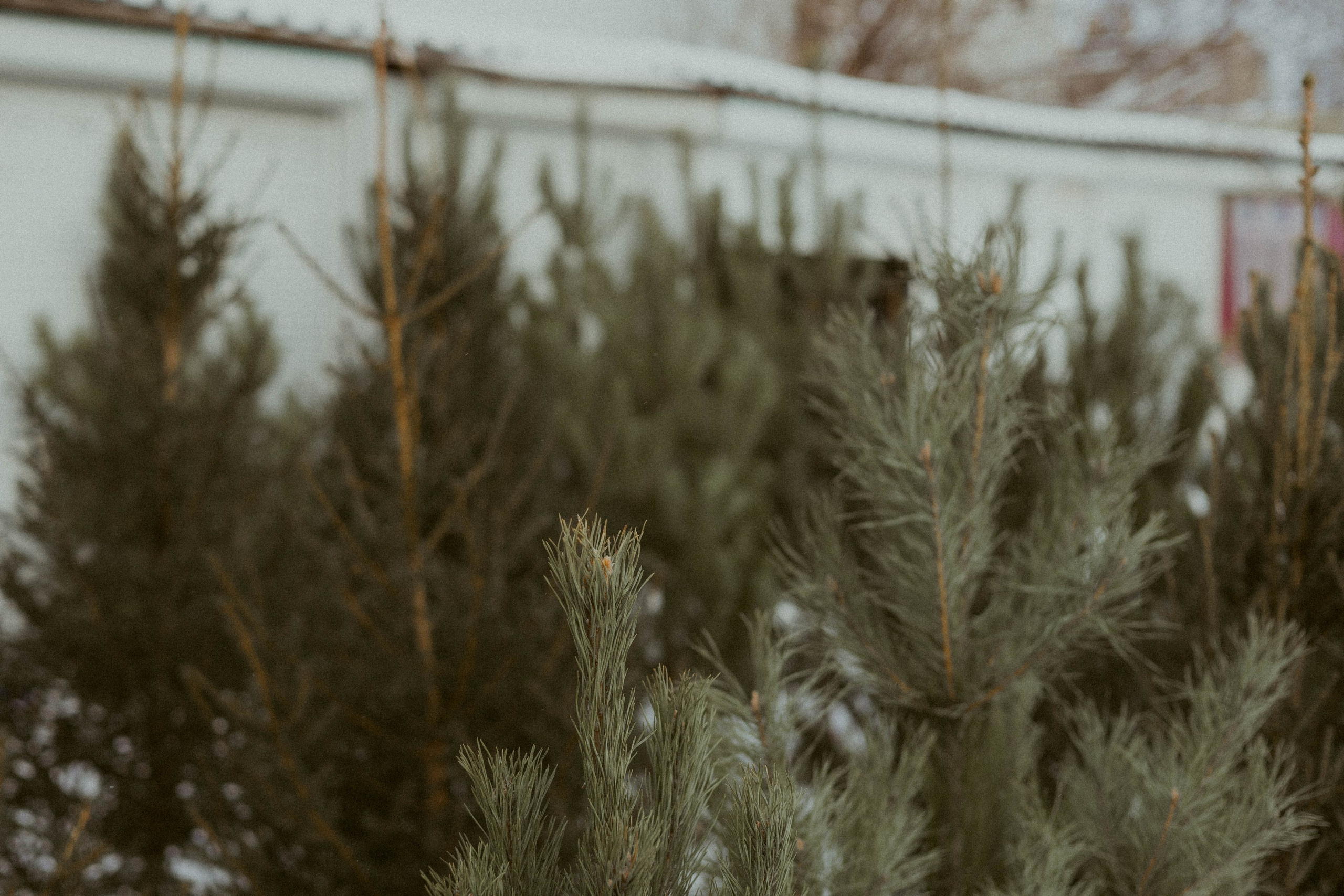 Фотопроект лавстори «Как за елкой ходили». Семейный фотограф в Ижевске Даша Денисова