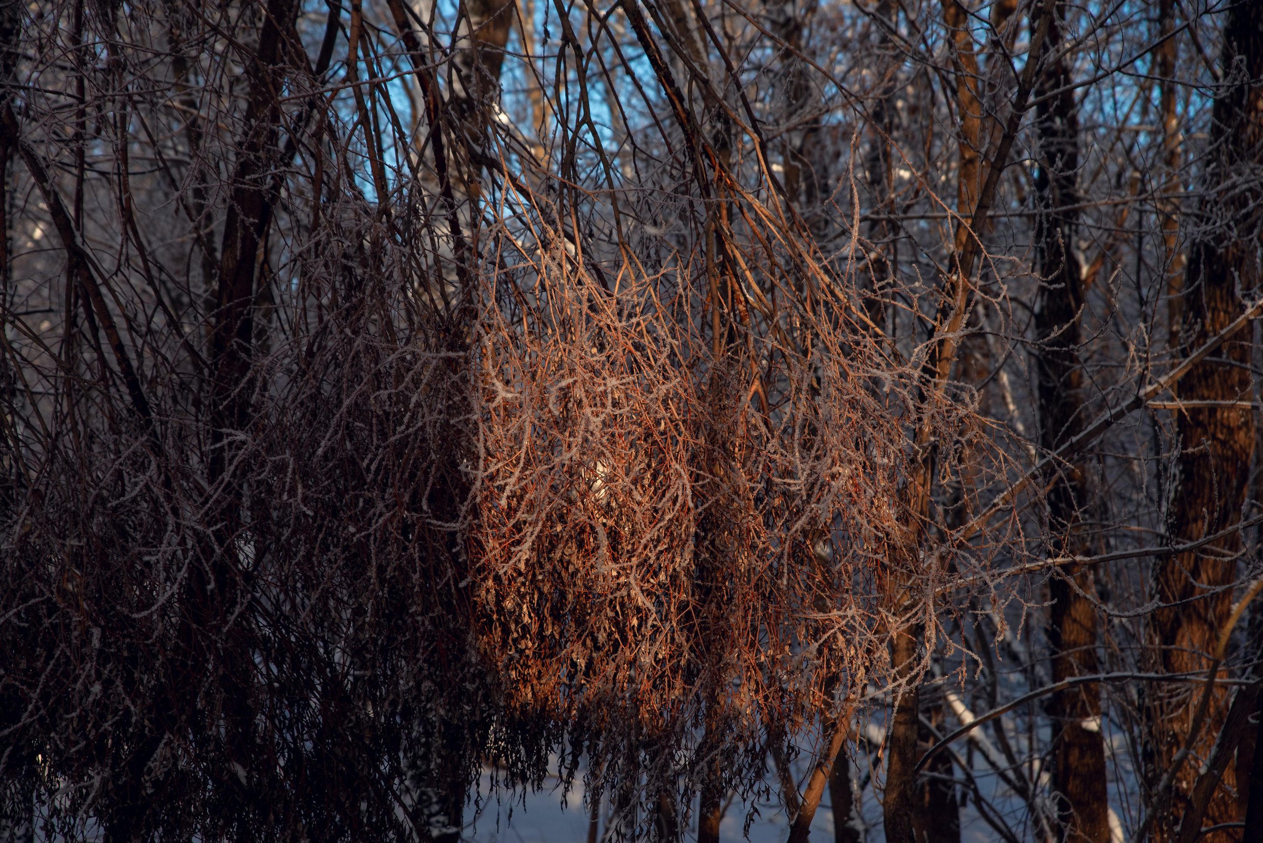 Зимушка зима. Фотограф Крещение Венчание Москва