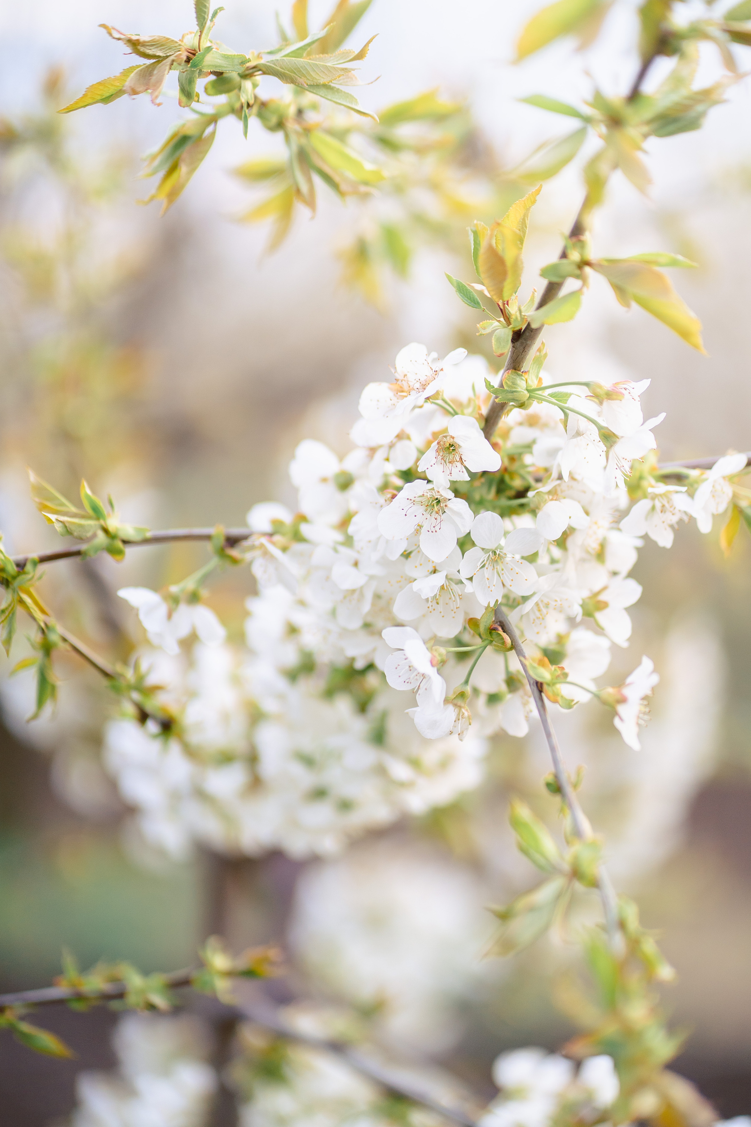 Фотосессия в цветении. Фотограф Москва — Павел Михайлов