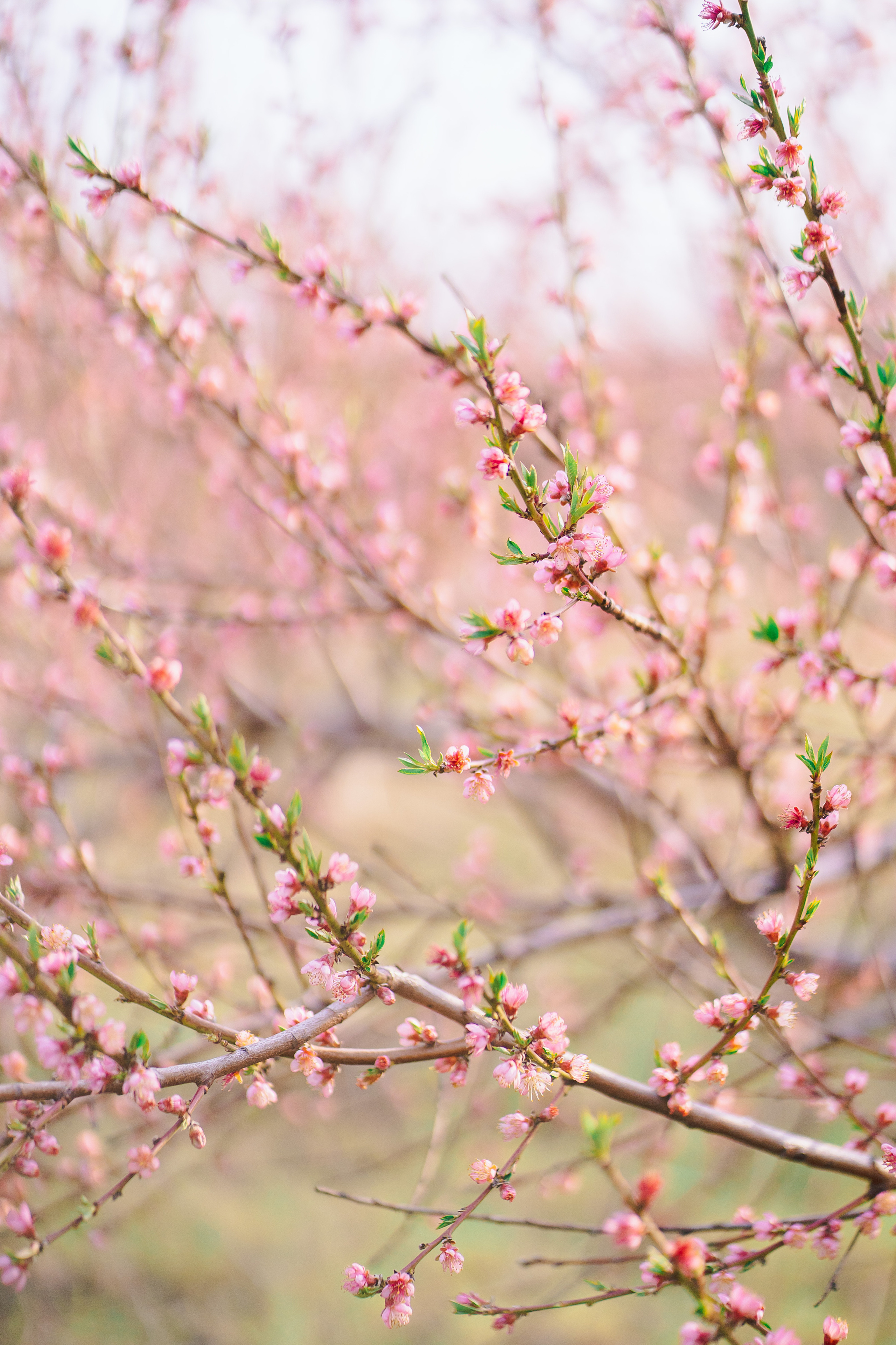 Фотосессия в цветении. Фотограф Москва — Павел Михайлов