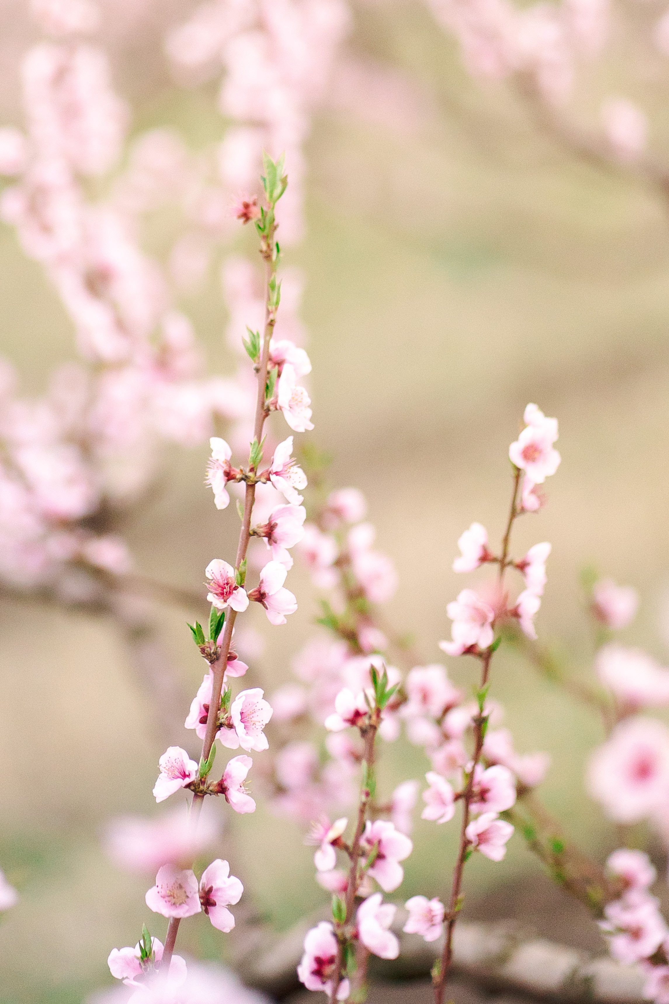 Фотосессия в цветении. Фотограф Москва — Павел Михайлов