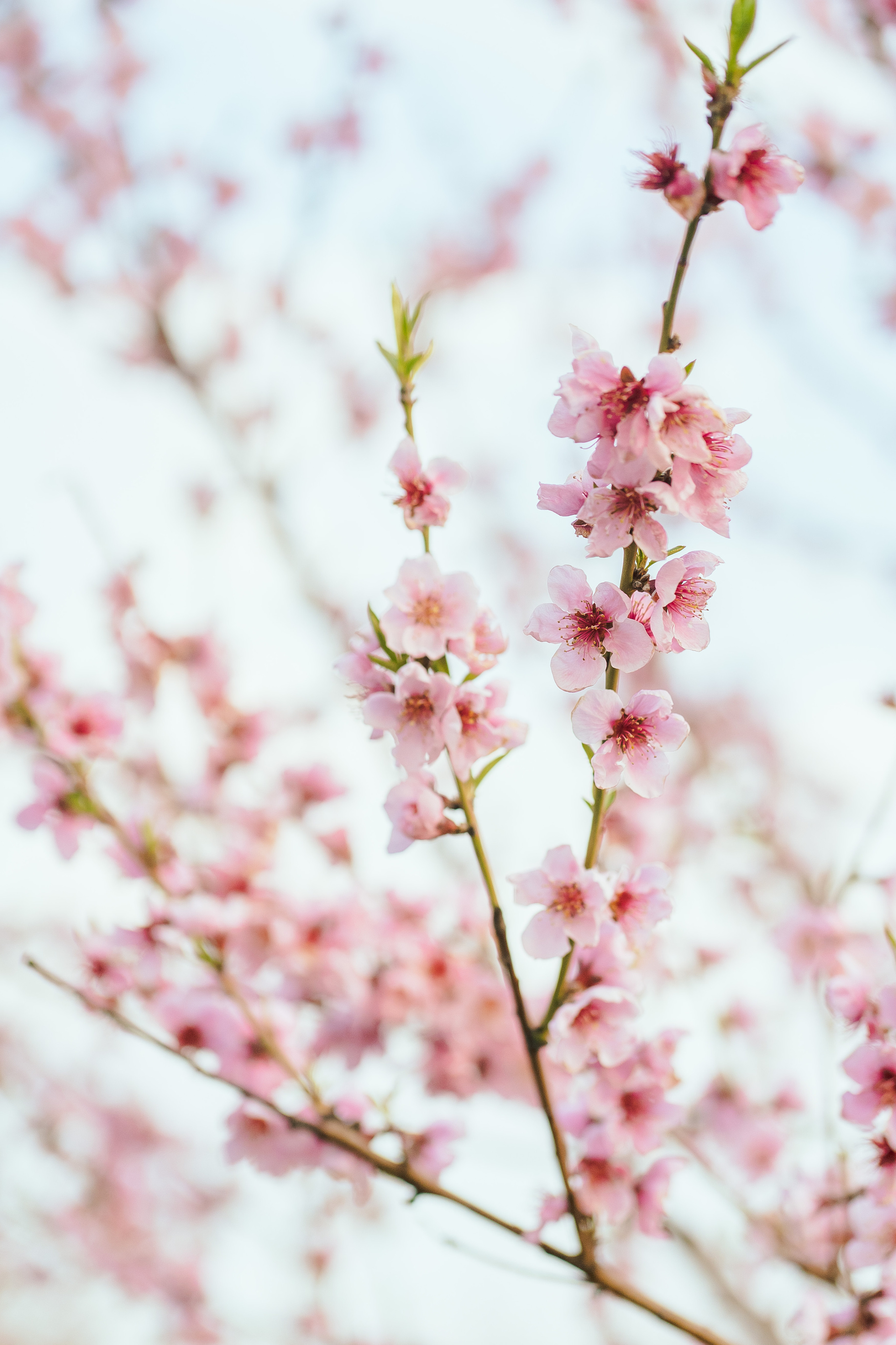 Фотосессия в цветении. Фотограф Москва — Павел Михайлов