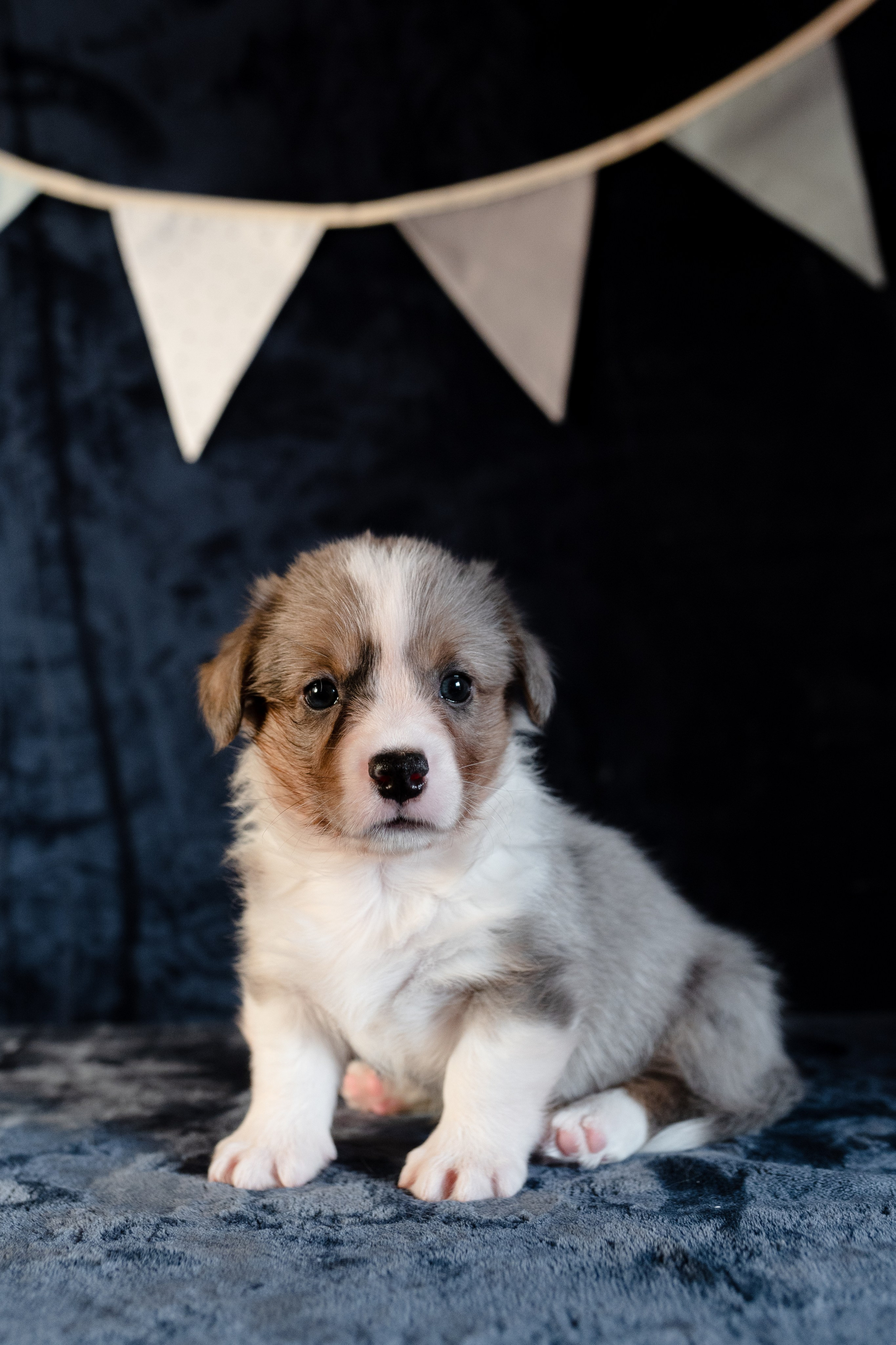 Вельш-корги-пемброк. Фотограф анималист в Москве Ольга Агушева