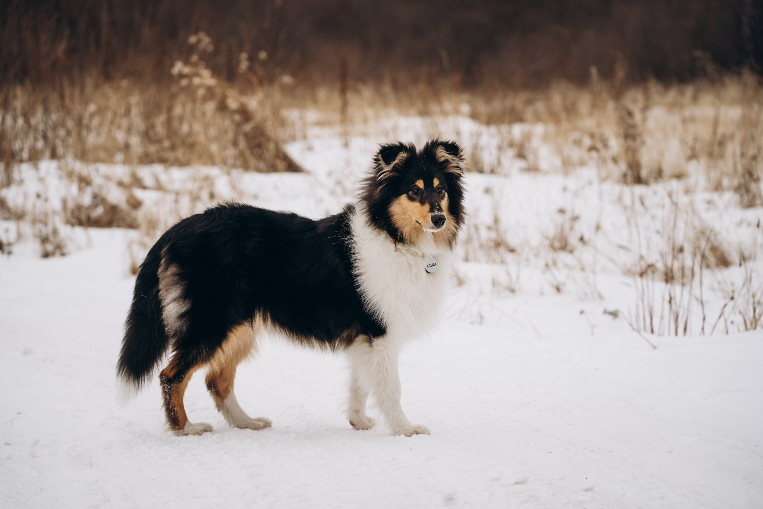 Альма. Фотограф-анималист Анастасия Большакова
