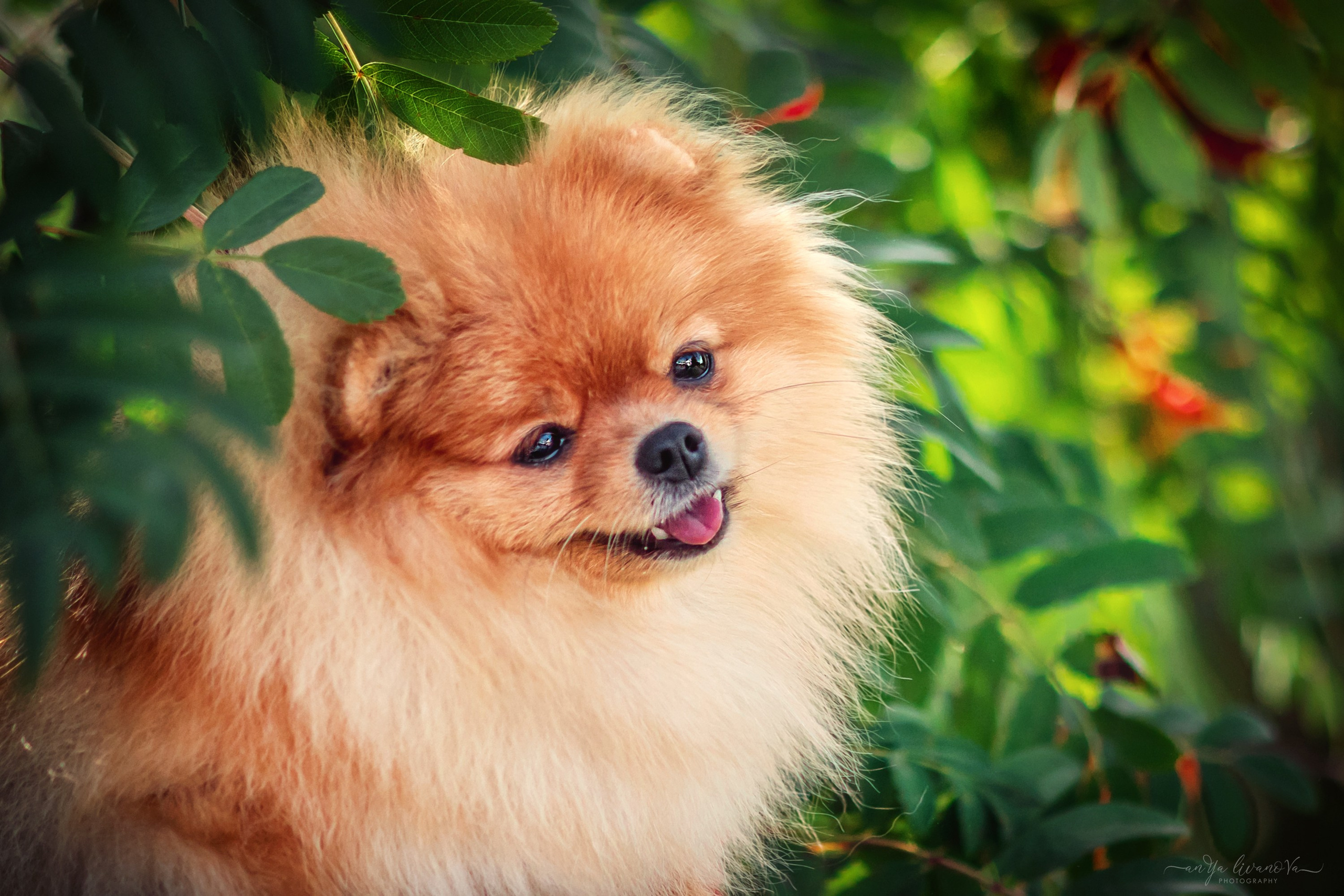 Рябинки. Фотограф анималист Аня Ливанова | Рыбинск