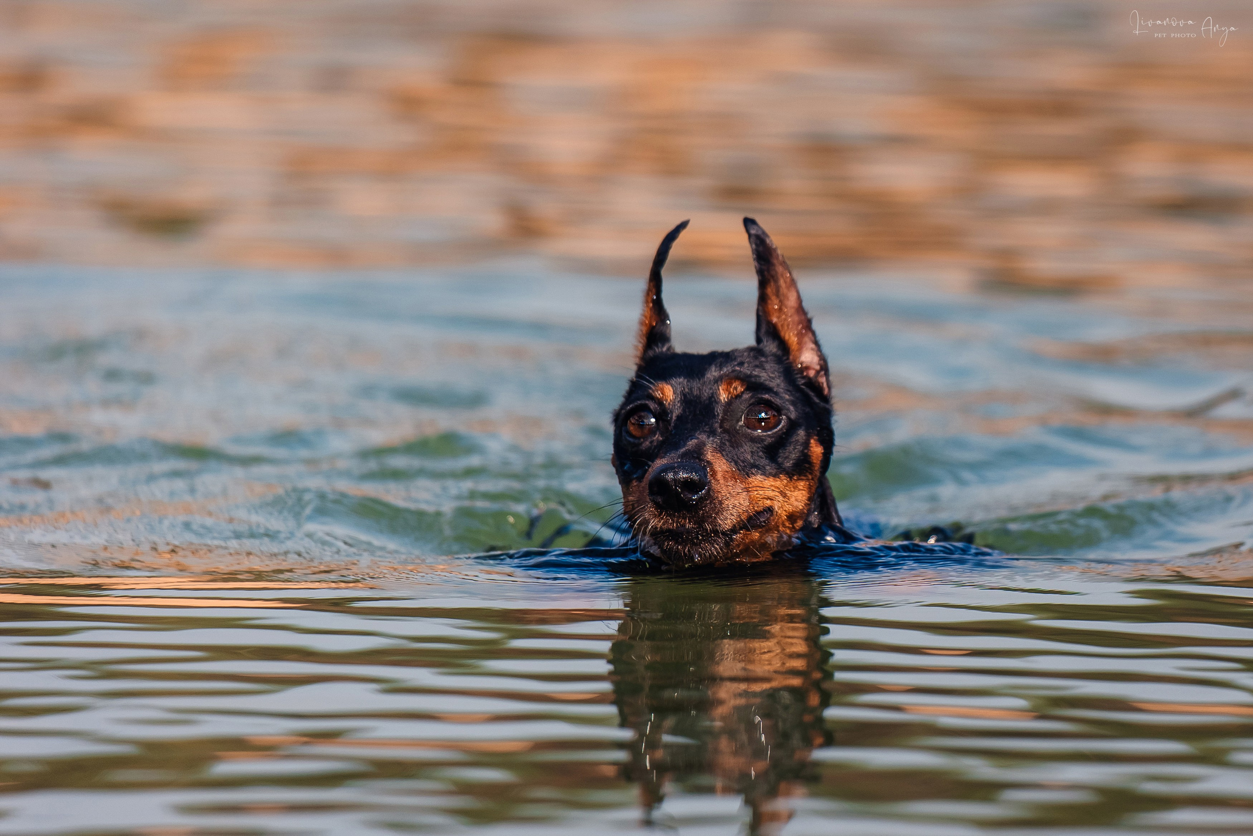 Троицкий карьер. Фотограф анималист Аня Ливанова | Рыбинск