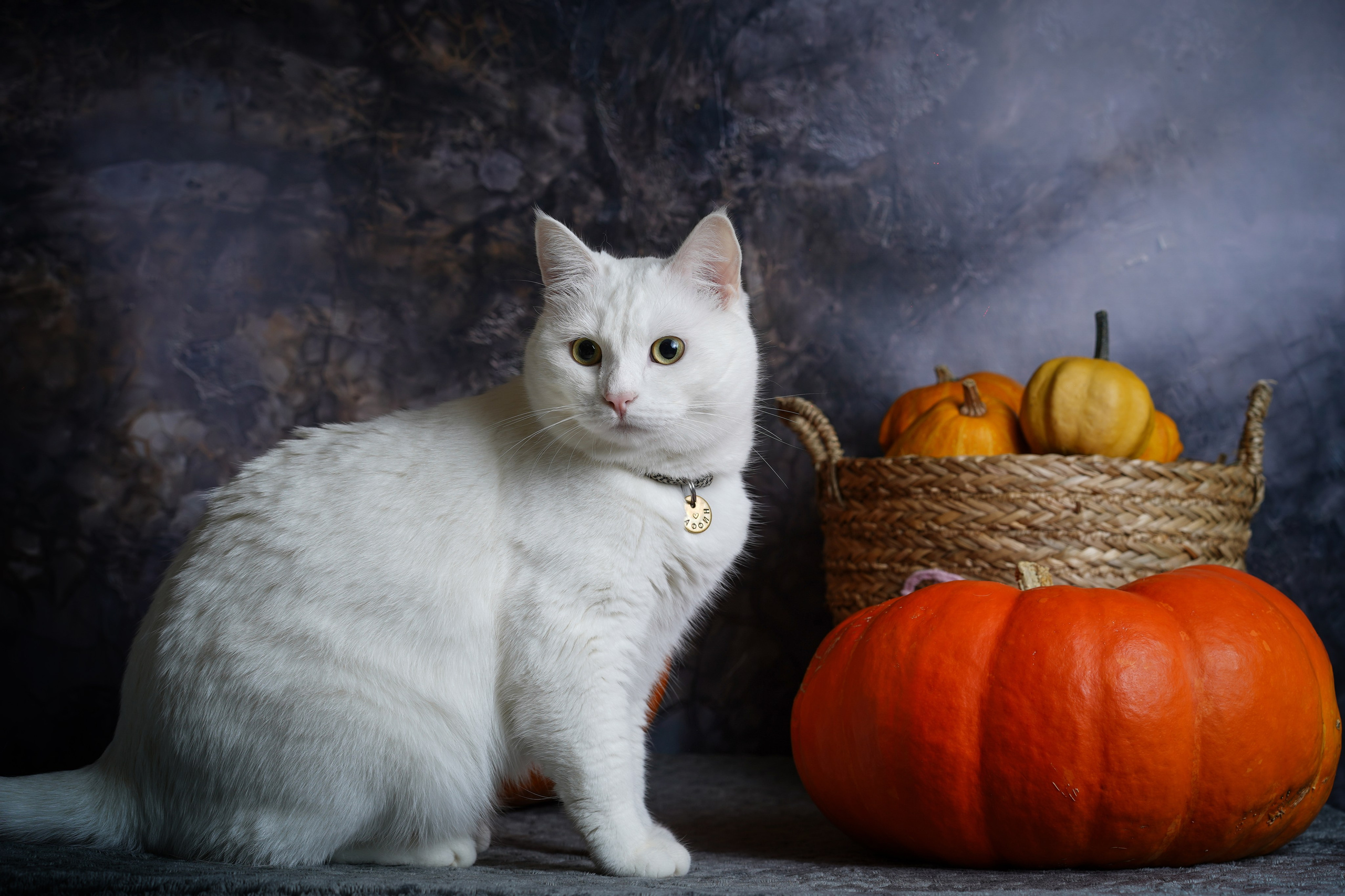 Маффин и Хэллоуин. Фотограф-анималист в Санкт-Петербурге Яна Мартынова