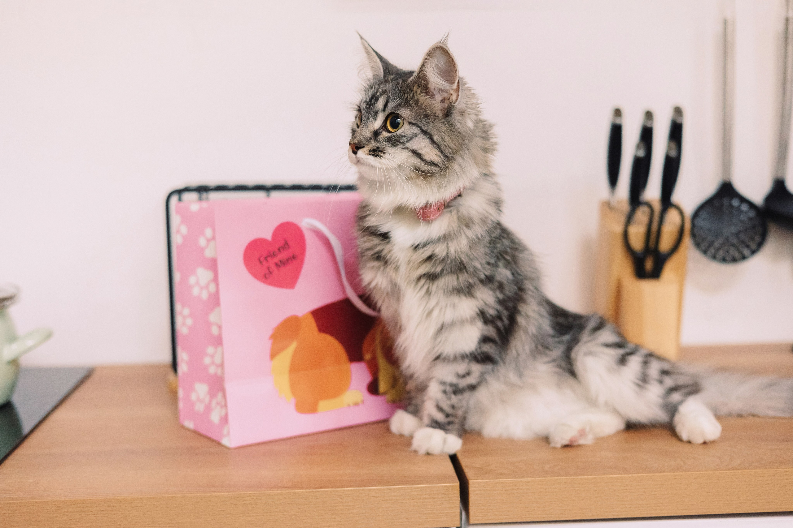 Магазин Friend of mine. Фотограф-анималист Елена Радченко, Москва