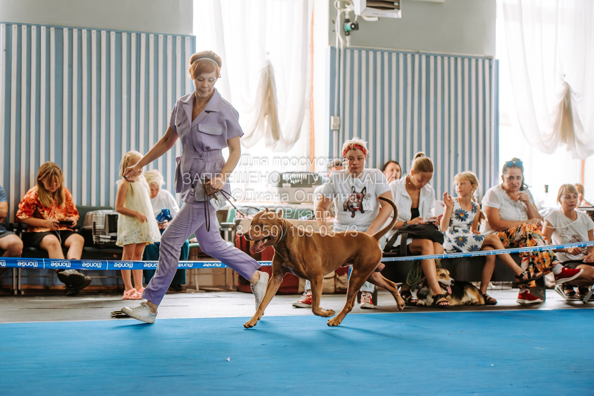 Национальная выставка собак всех пород ранга САС-IKU «Кубок Красноярск. Фотограф Диана Оленина Красноярск / Братск