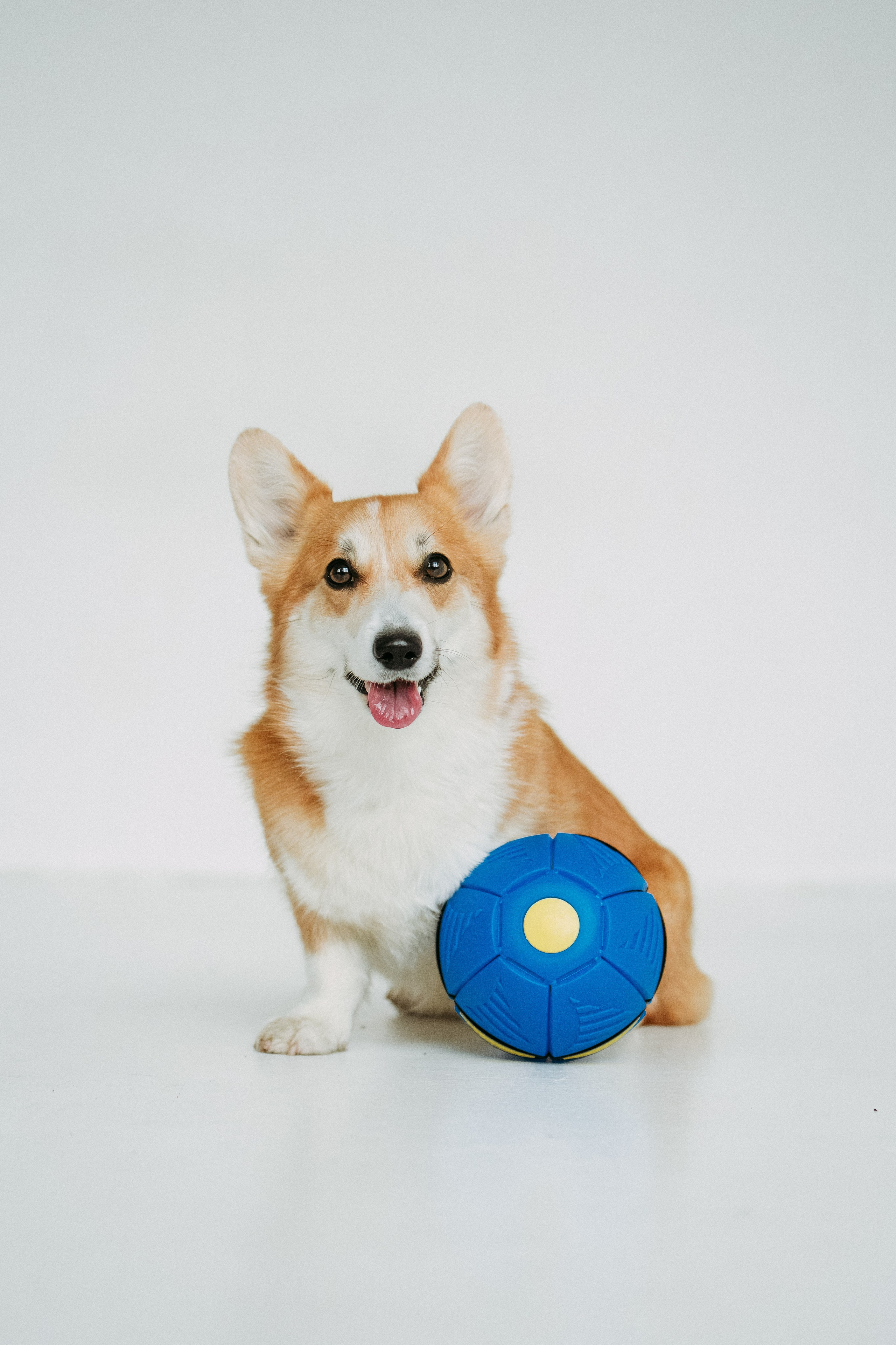 Мячи-попрыгуны. Фотораф — анималист Мария Шистка