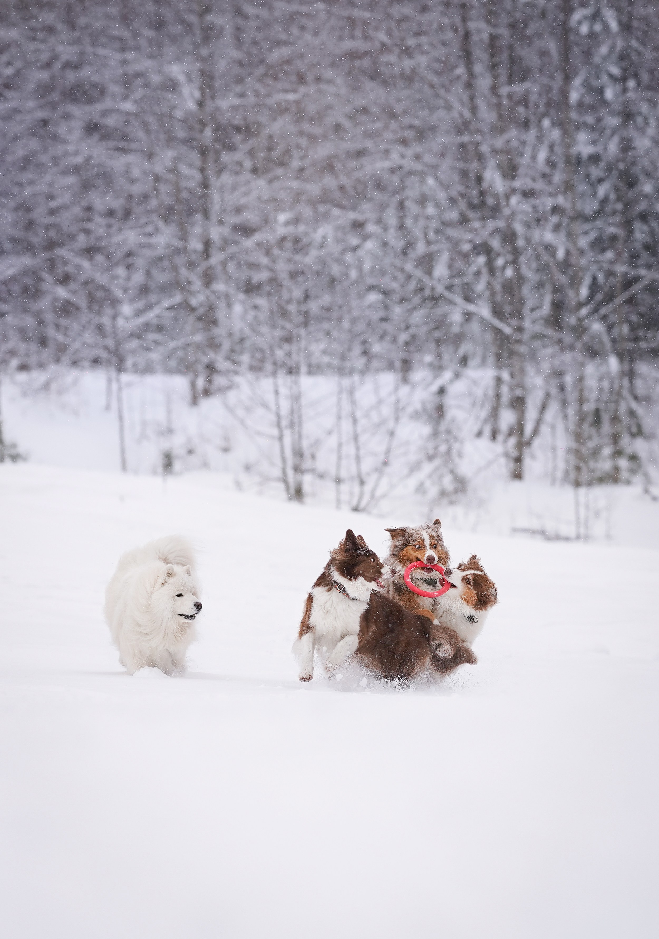 Красно-рыжая банда. Фотограф-анималист в Санкт-Петербурге Яна Мартынова