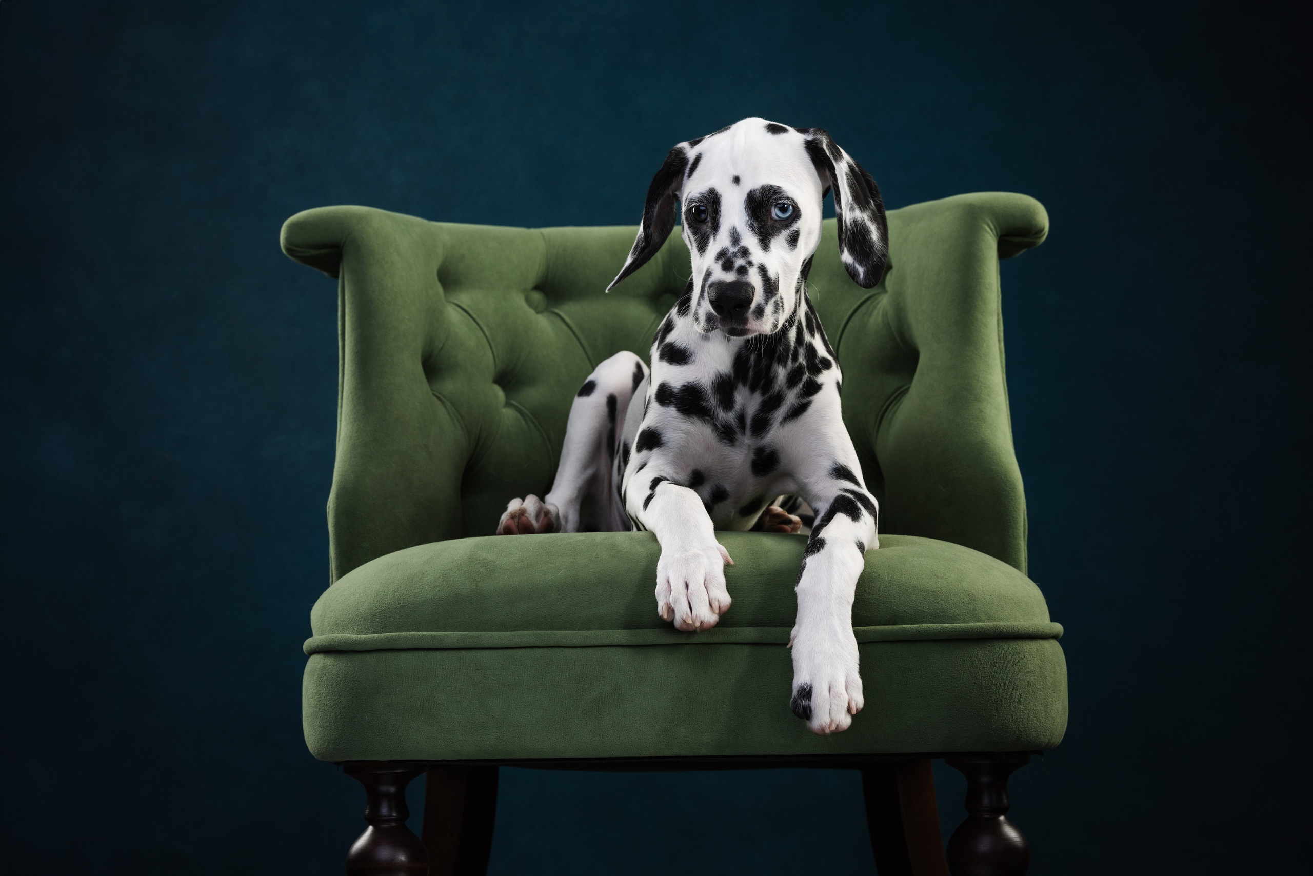 Далматин Одри. Фотограф анималист Осипчикова Мария