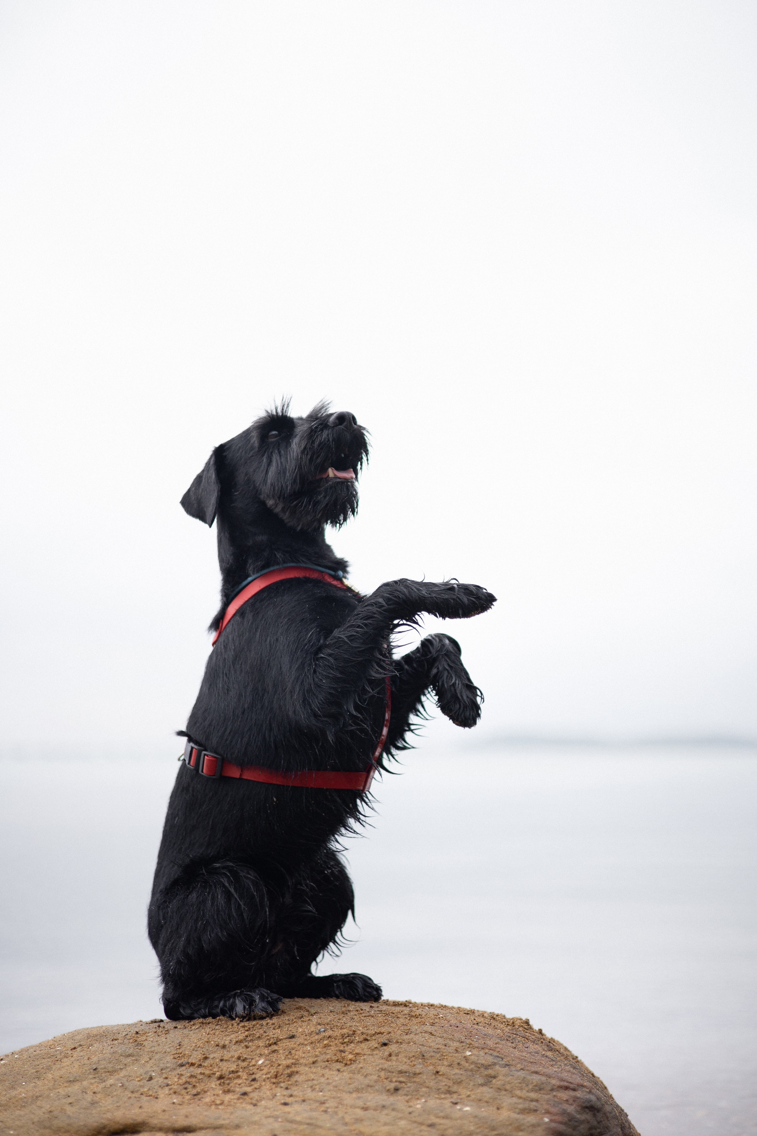 Екатерина и Вольт. Фотограф — анималист Владивосток, Алина