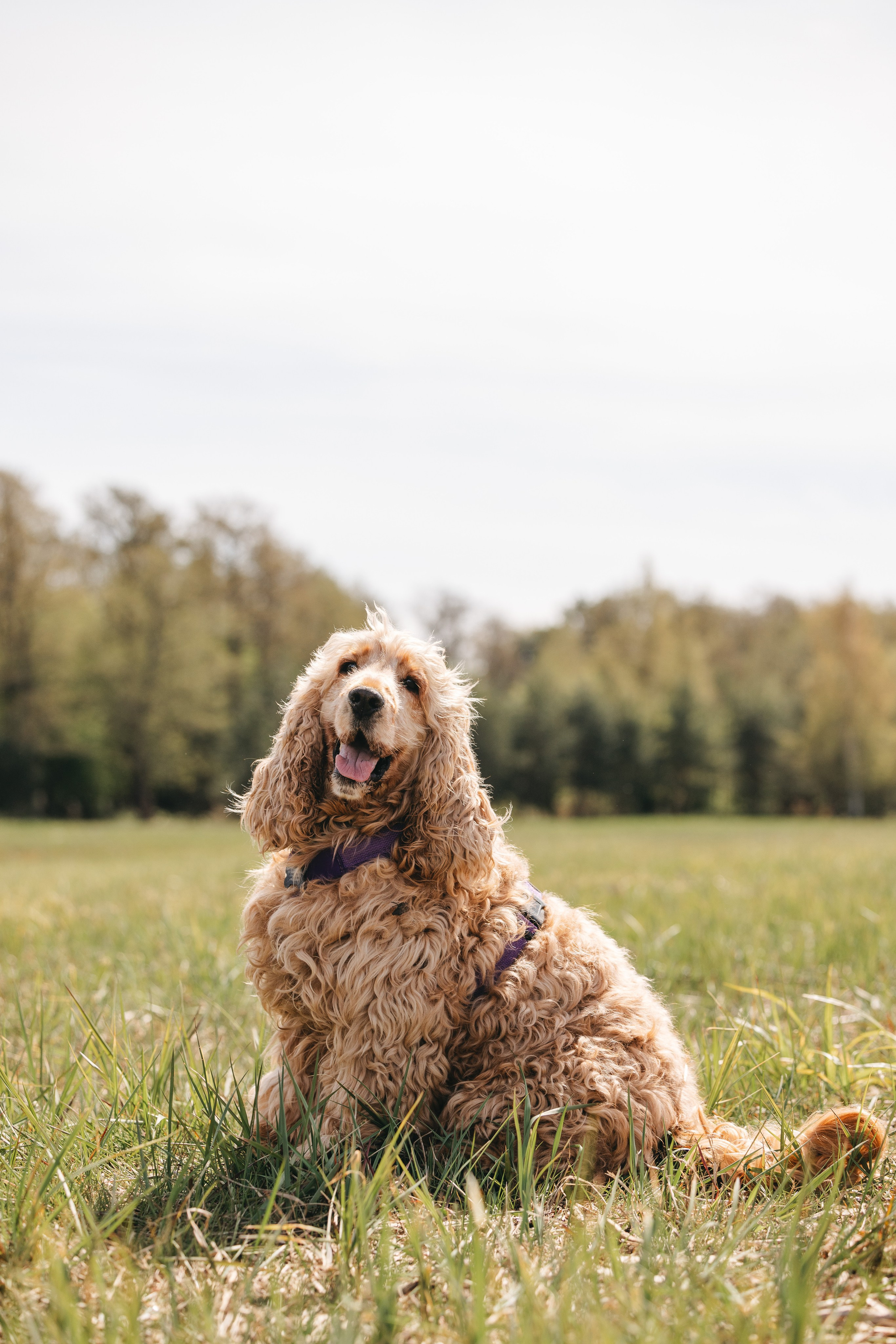 Спанимания. Фотограф анималист Осипчикова Мария