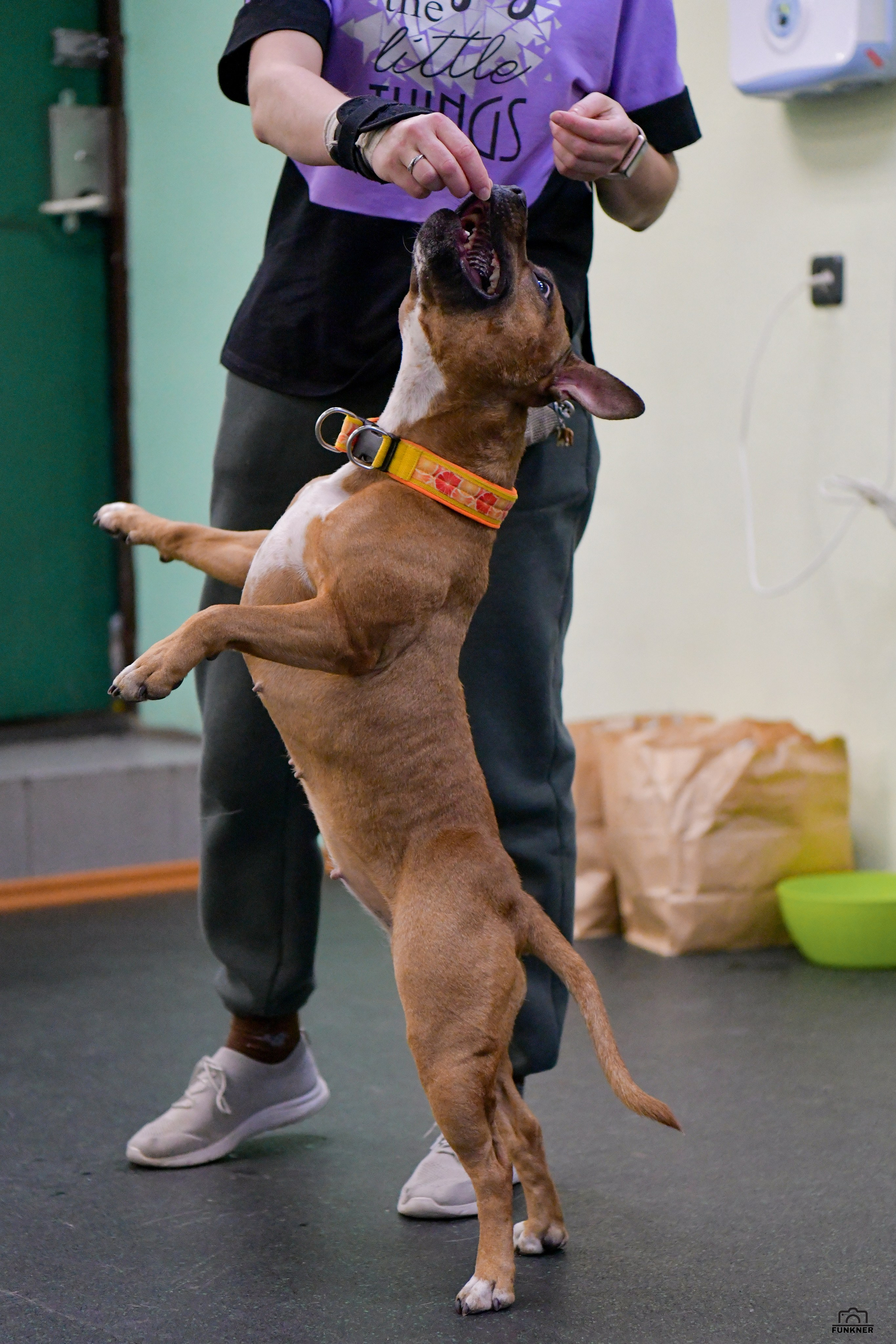 Кинологический клуб «Бодрый хвост». Свой взгляд через объектив