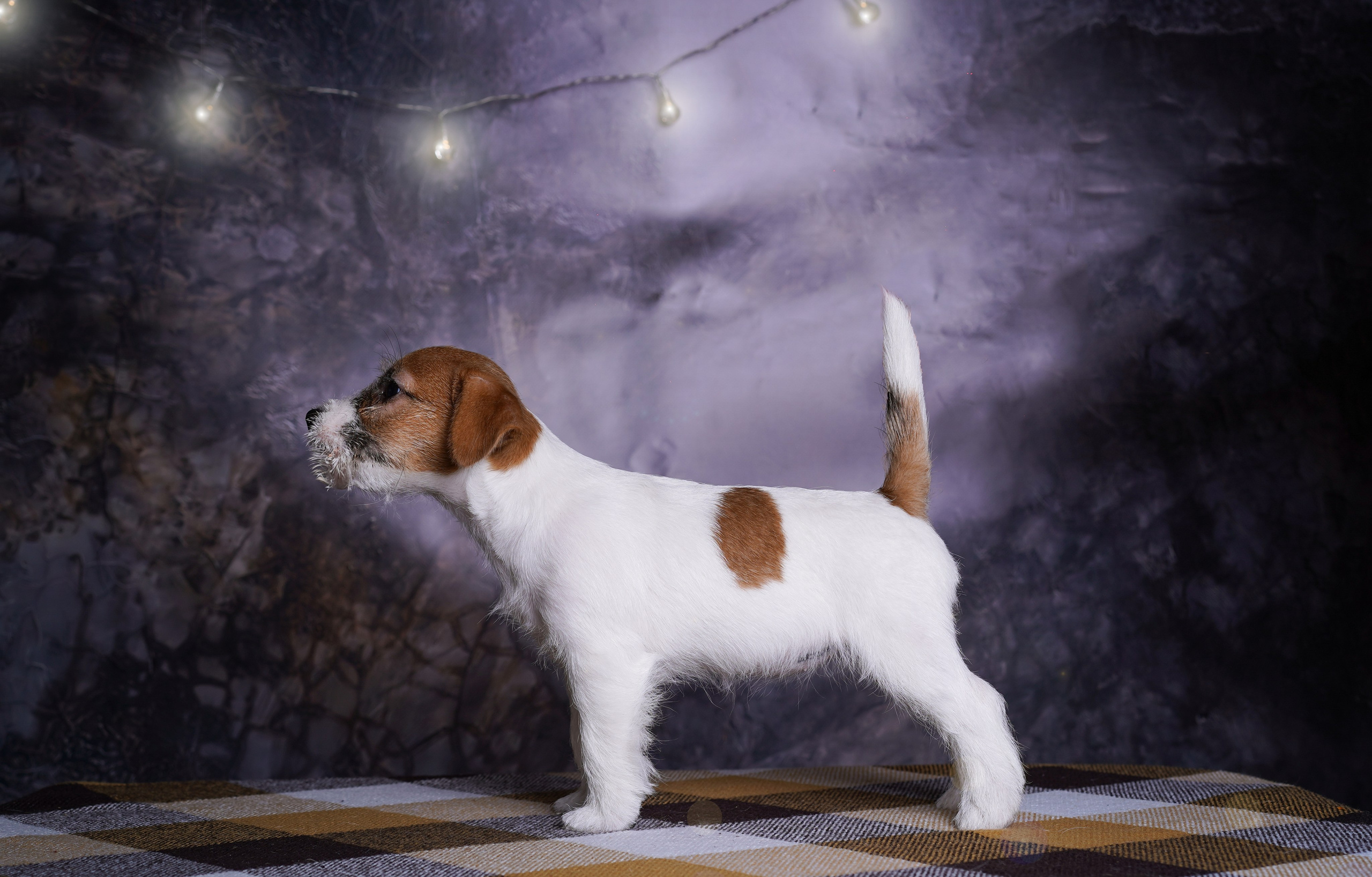 Щенки джек-рассел терьера. Фотограф-анималист в Санкт-Петербурге Яна Мартынова