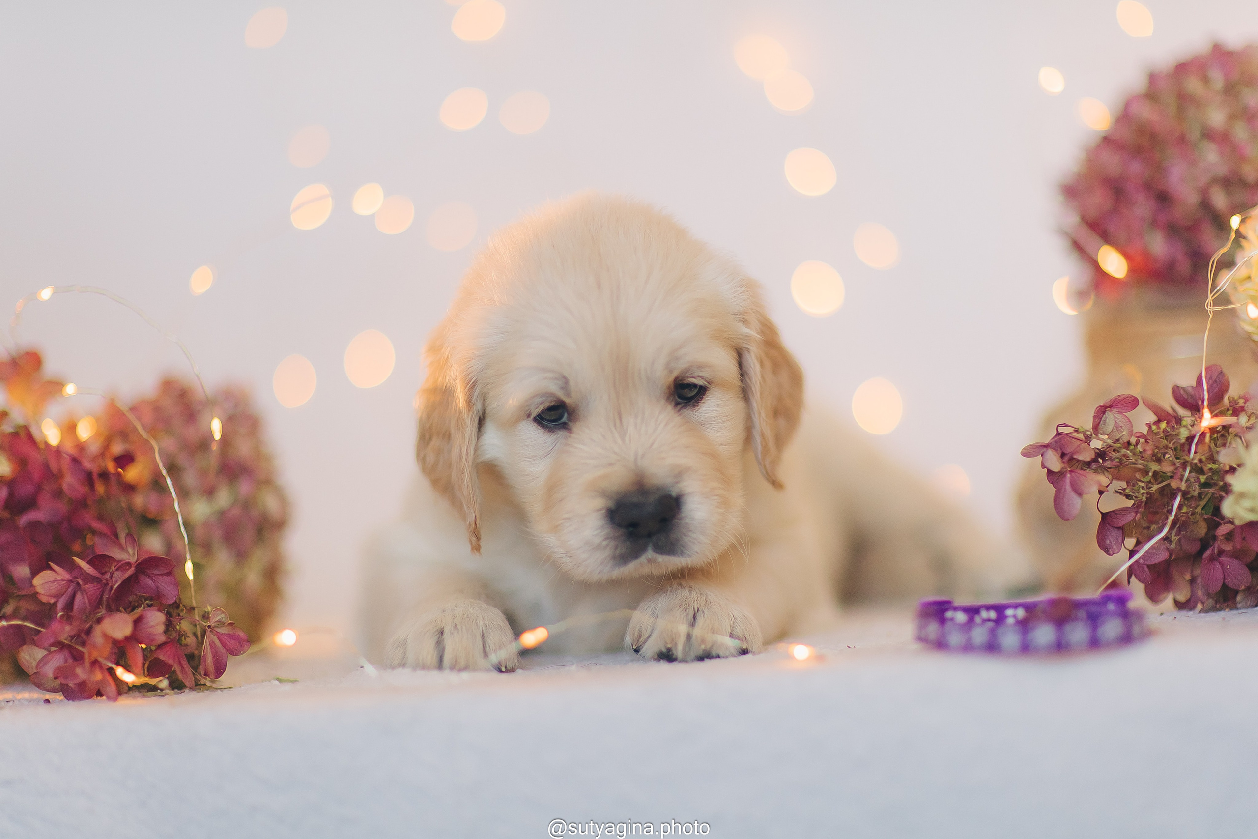 Фиолетовая лента. Свадебный и женский фотограф