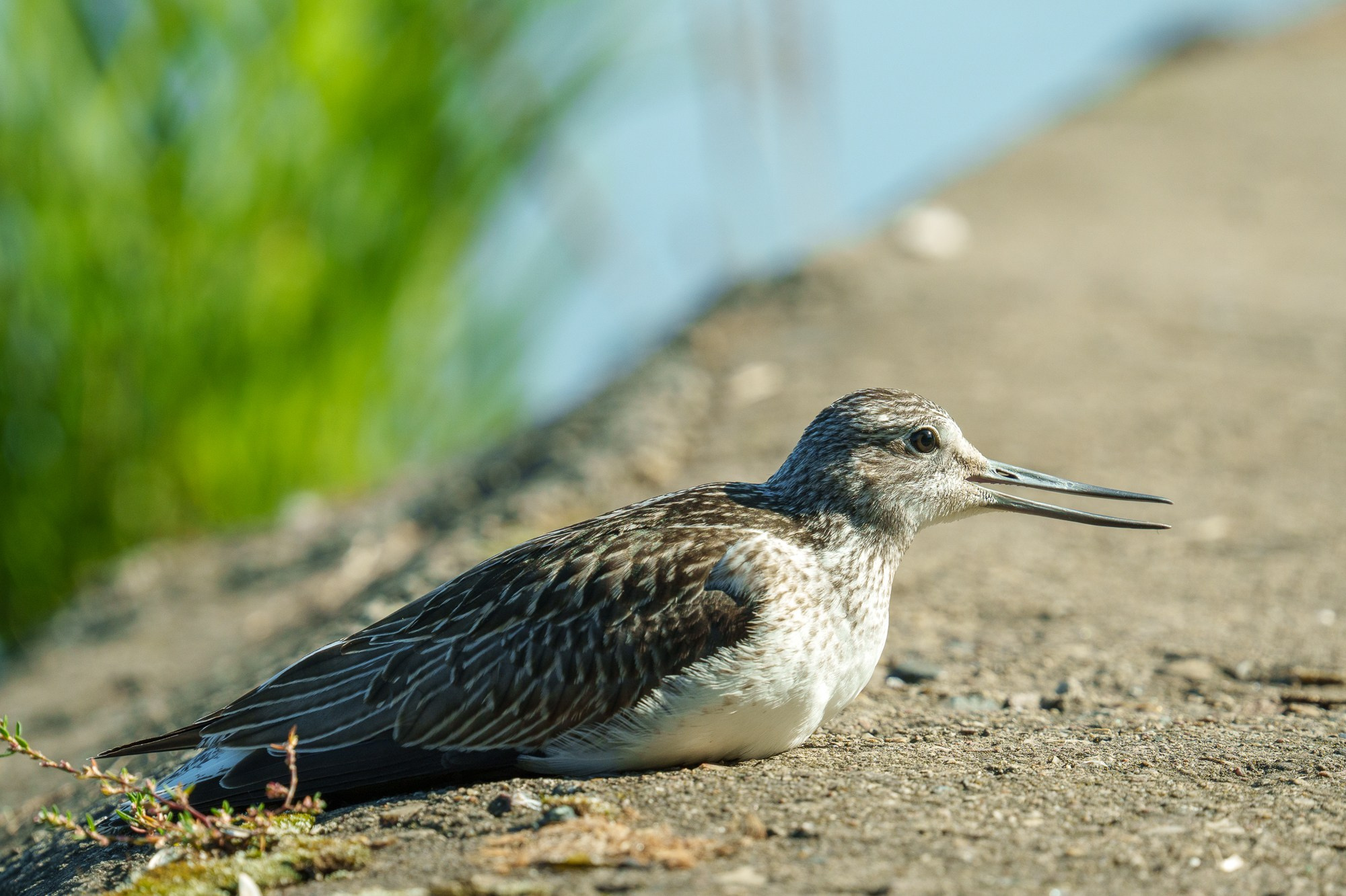 Удивительные мир птиц. Вокруг нас столько прекрасного — присмотритесь!. Ваш личный фотограф Марина Волкова