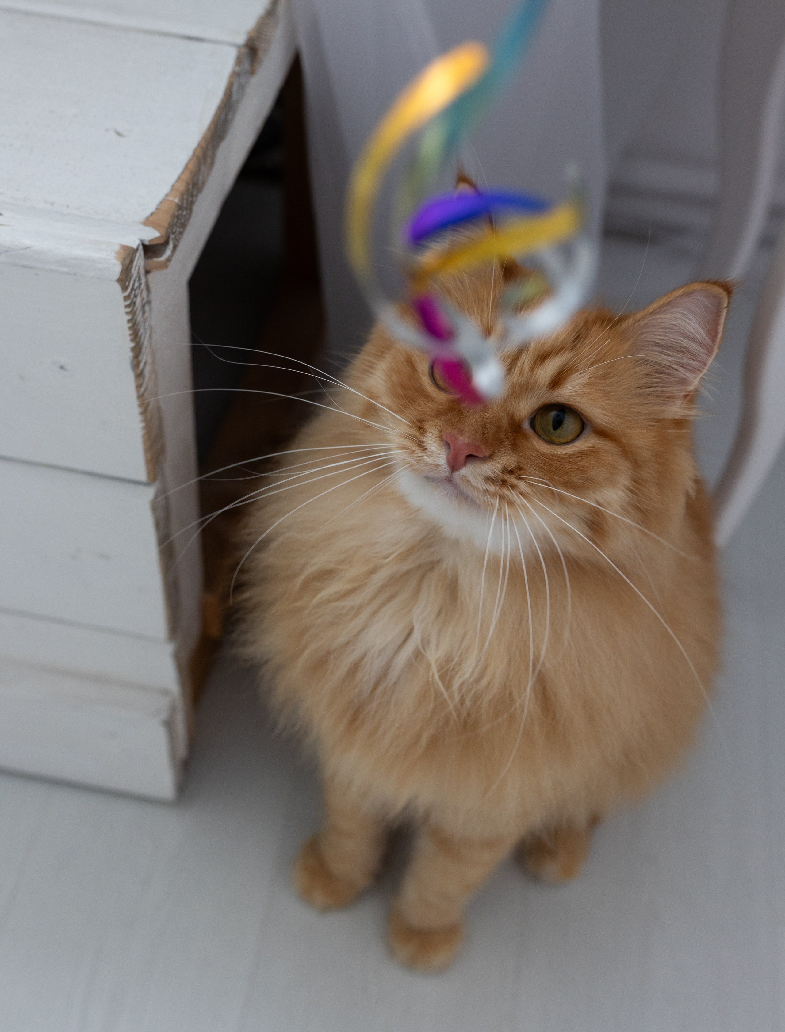 Свадебный и семейный фотограф в Москве Вероника Сычева