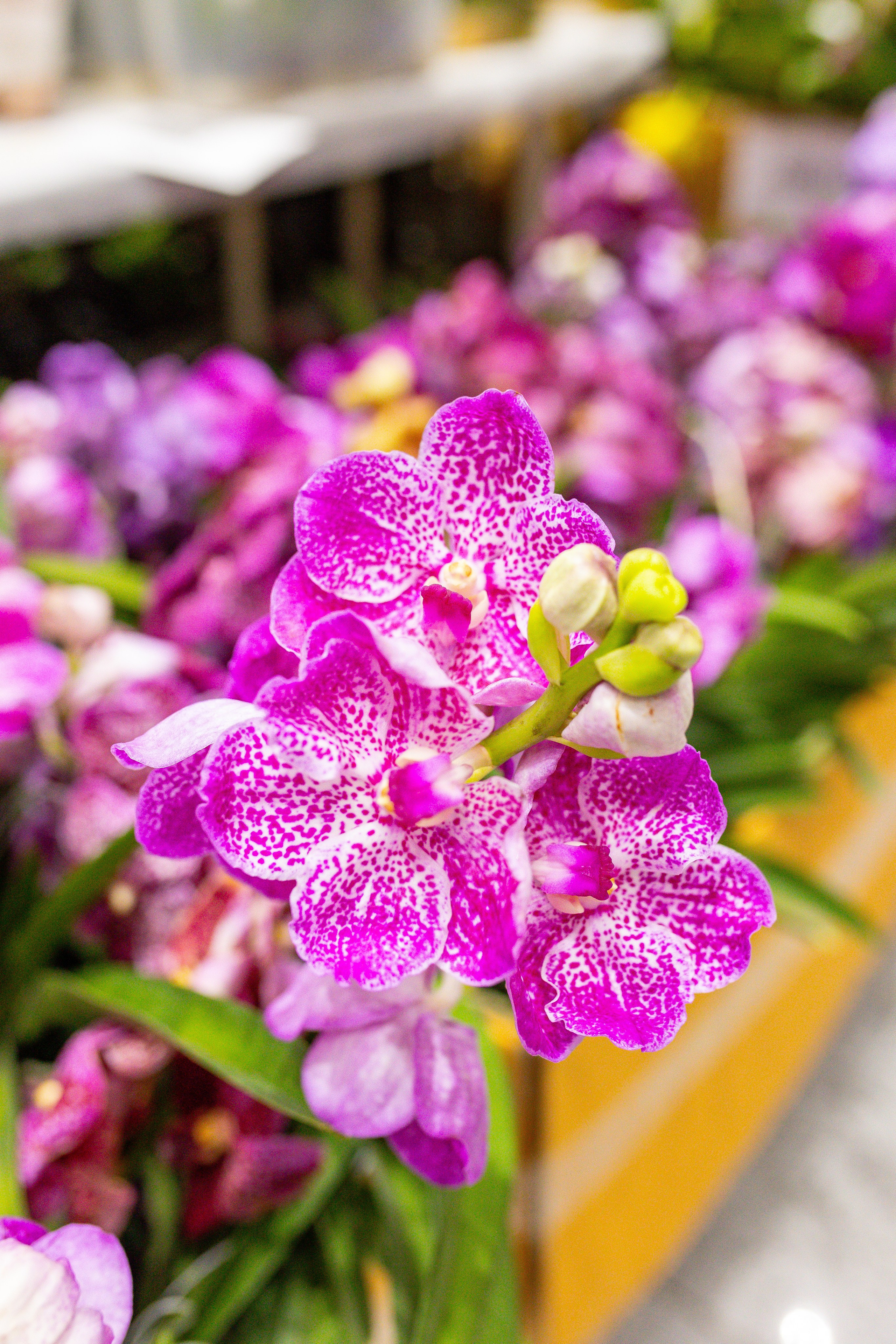 Орхидиум сентябрь 2025. Александра Куликова фотограф, Москва