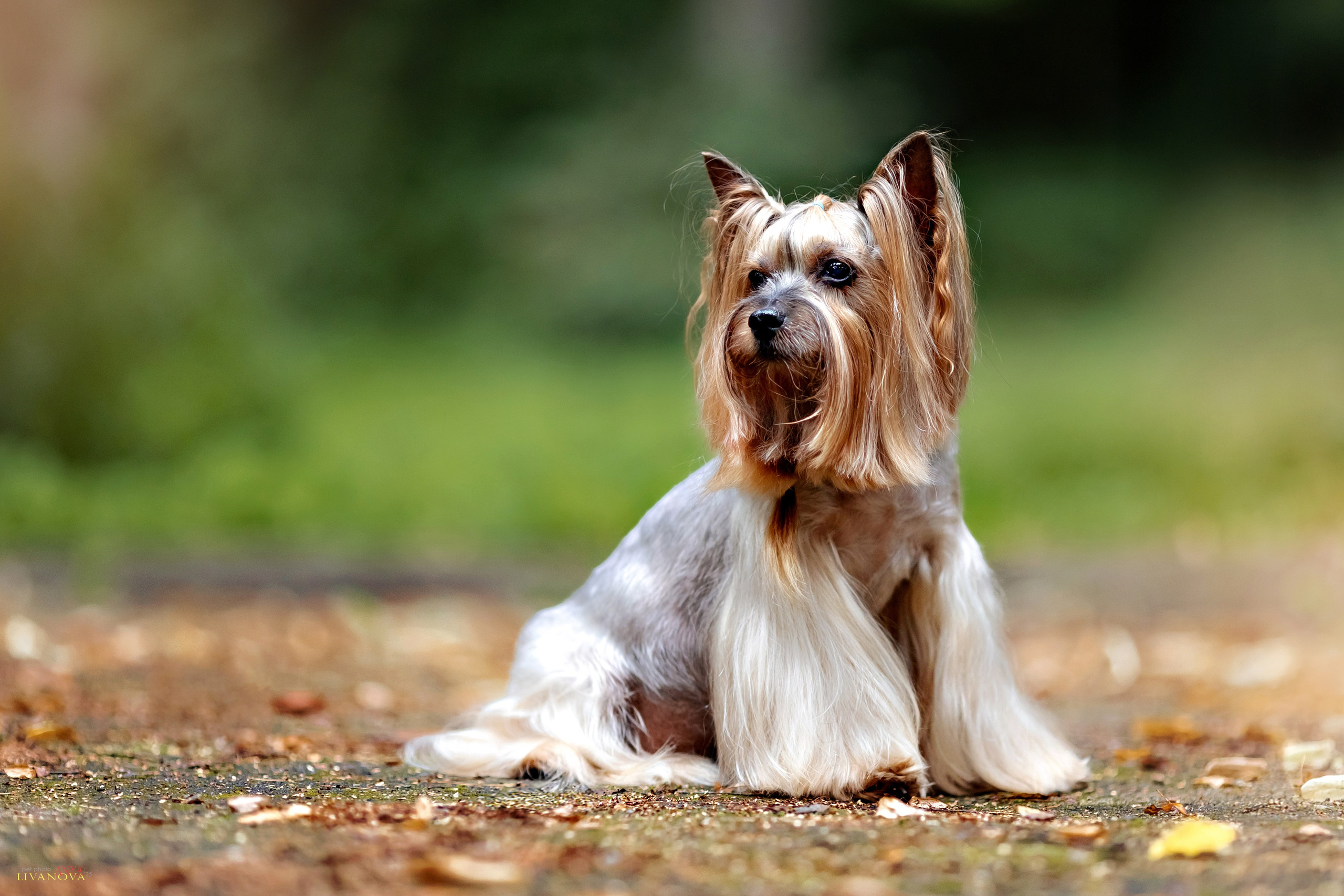 Катя + Астин и Олаф. Фотограф анималист Аня Ливанова | Рыбинск